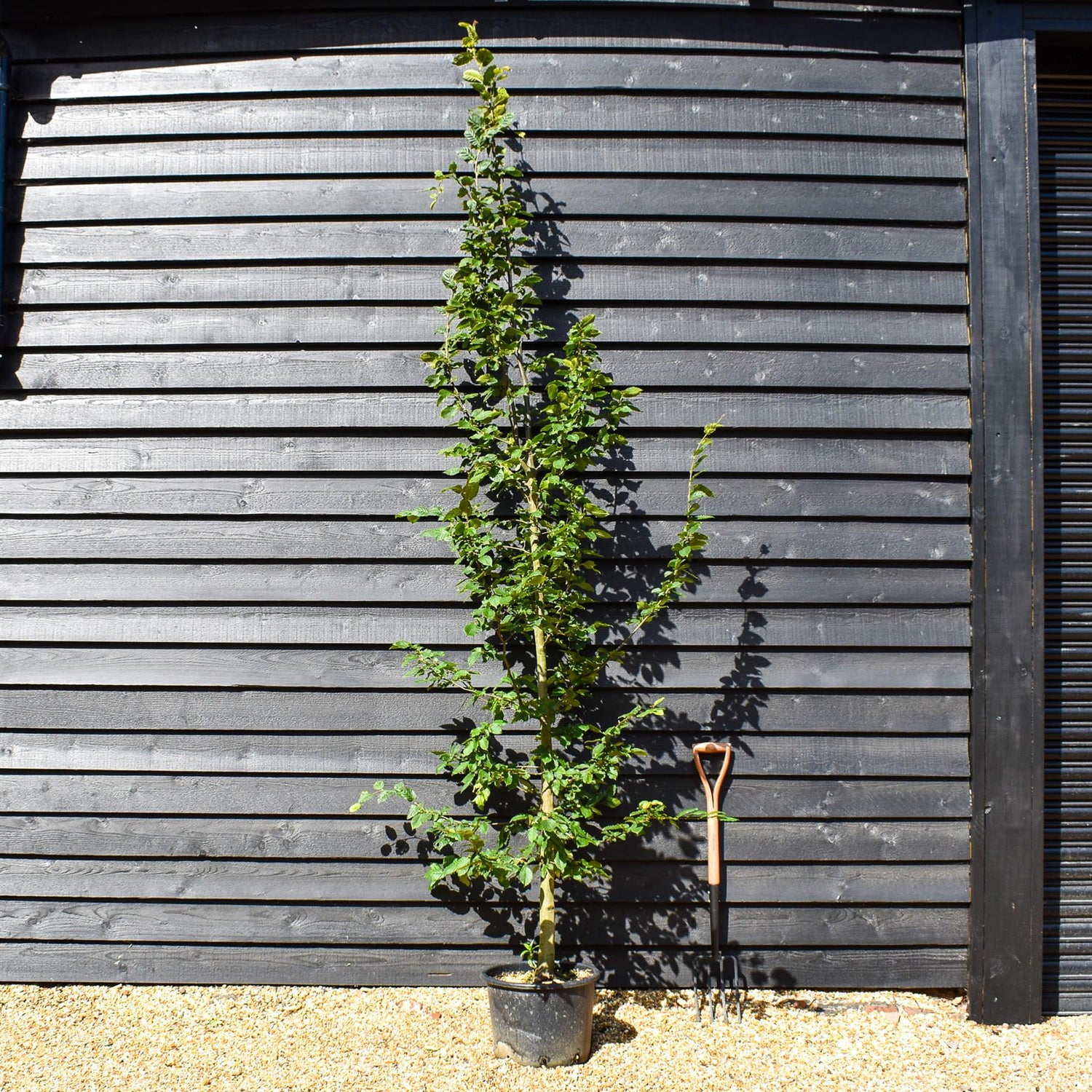 European Hornbeam | Carpinus Betulus - Feathered - Girth 8-10cm - Height 220-280cm - 30lt