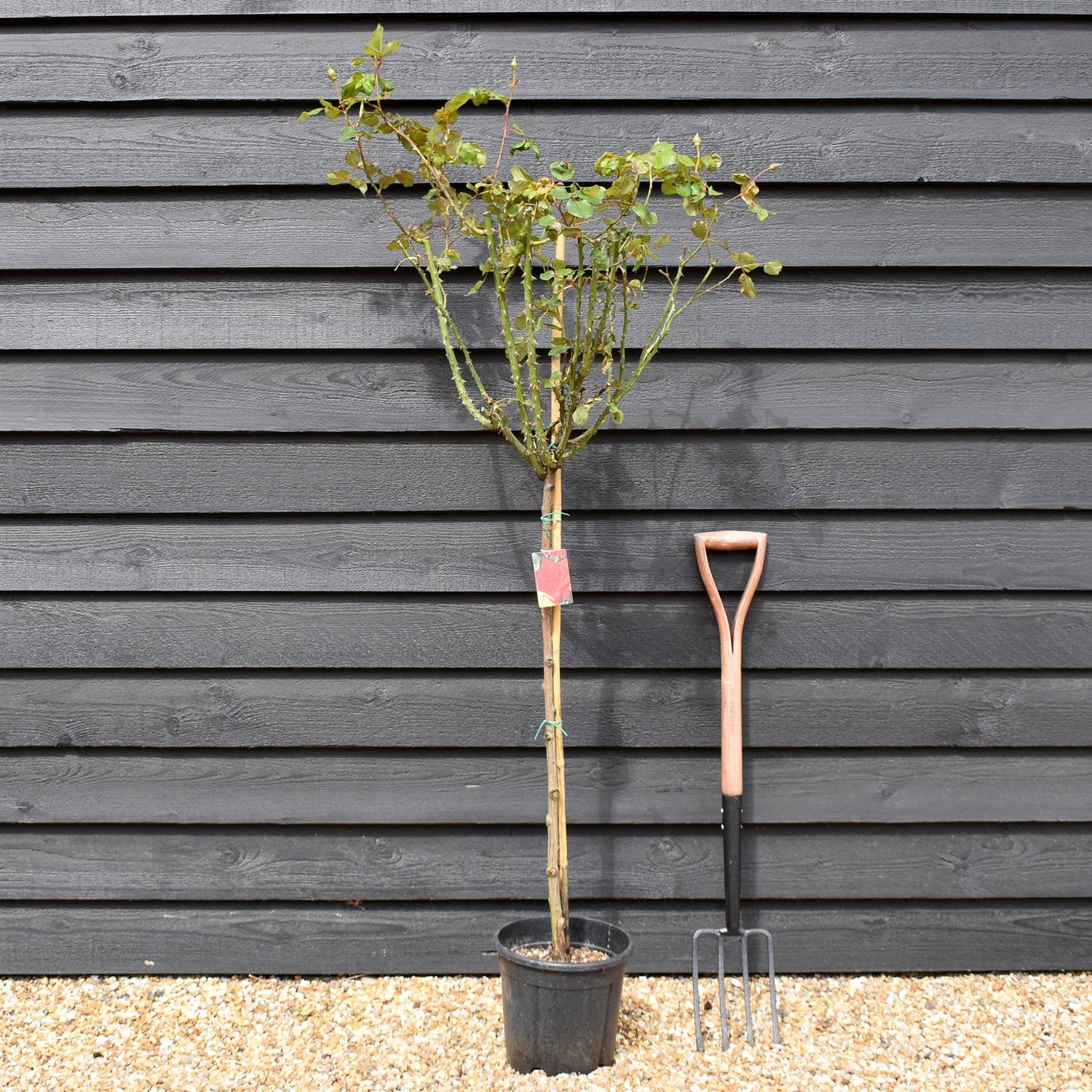Rose 'Geranio' - Clear Stem 80-90cm - Height 130-160cm - 18lt
