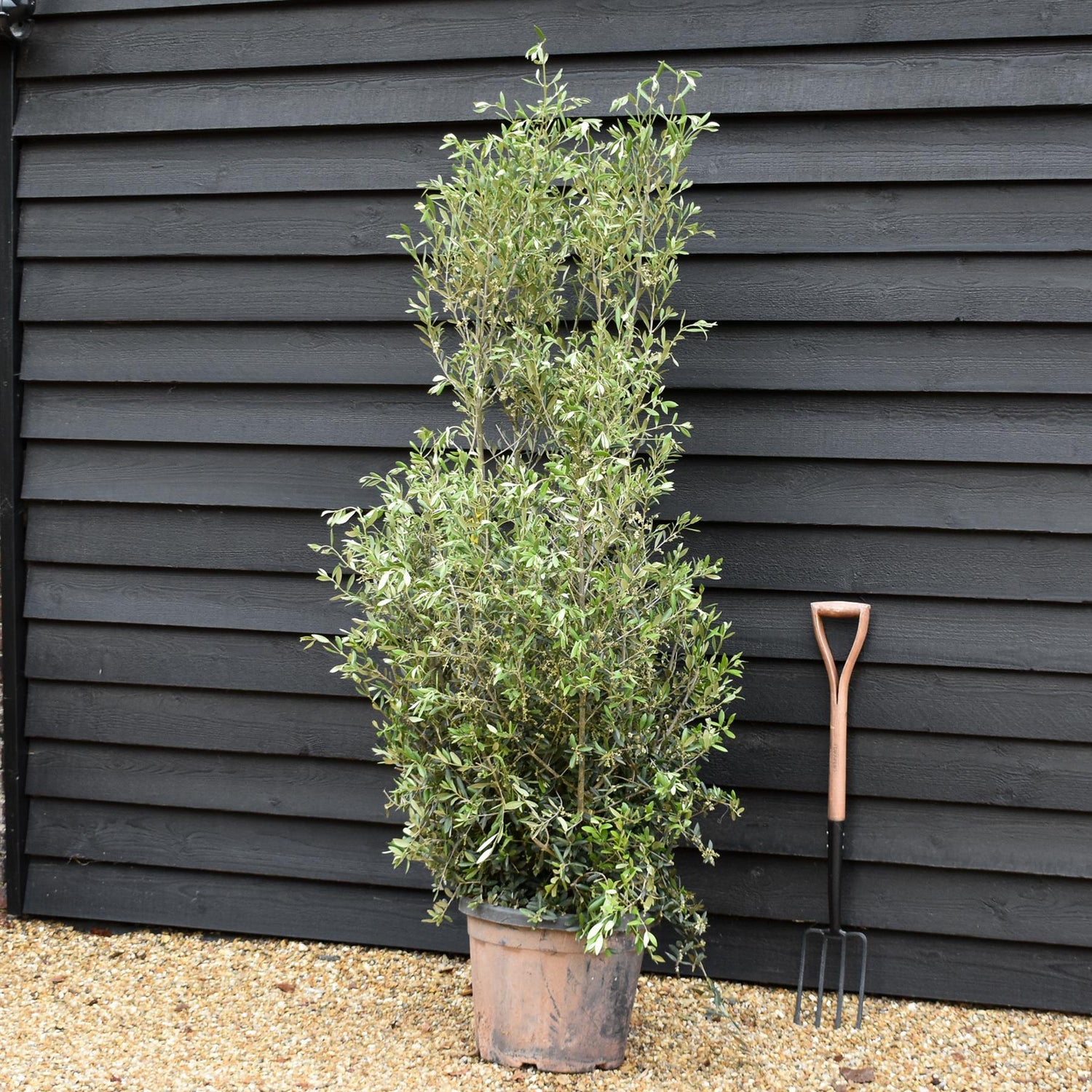 Olive Tree | Olea Europea - Bushy - Height 170-180cm - 45lt
