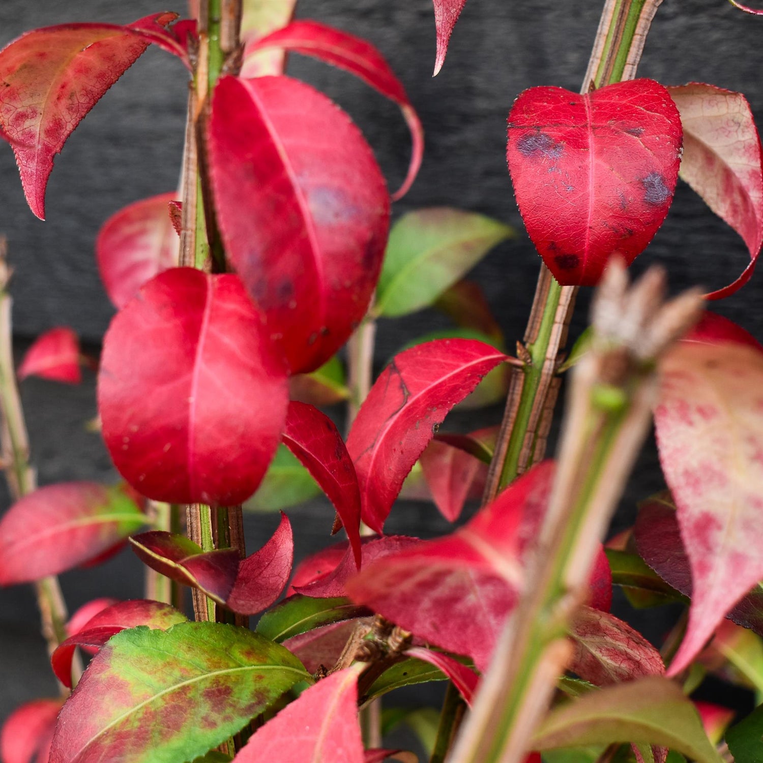 Winged Spindle Tree | Euonymus Alatus - Height 60-80cm - 5lt