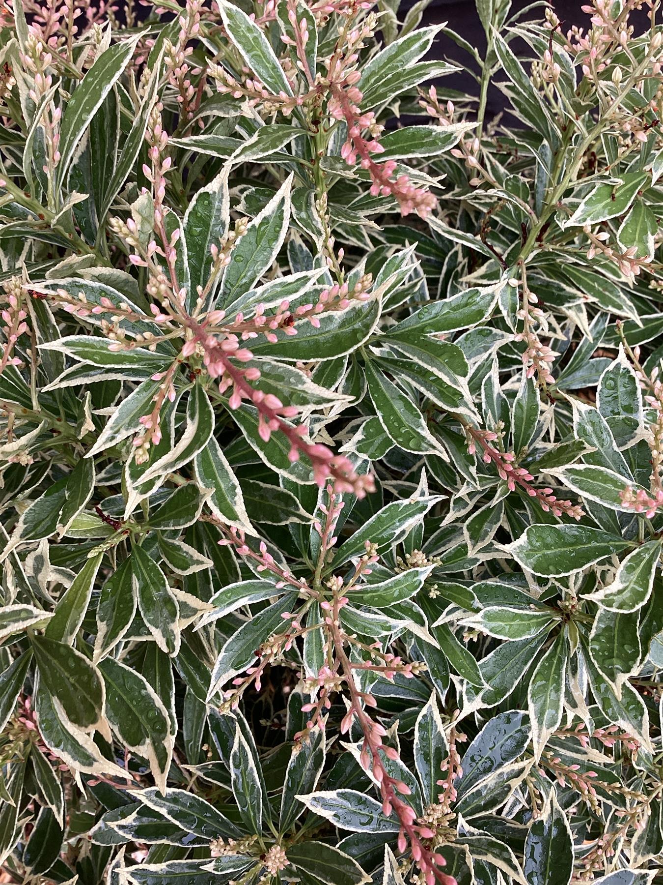 Pieris japonica 'Variegata' | Pieris 'White Rim' - 55-60cm, 5lt