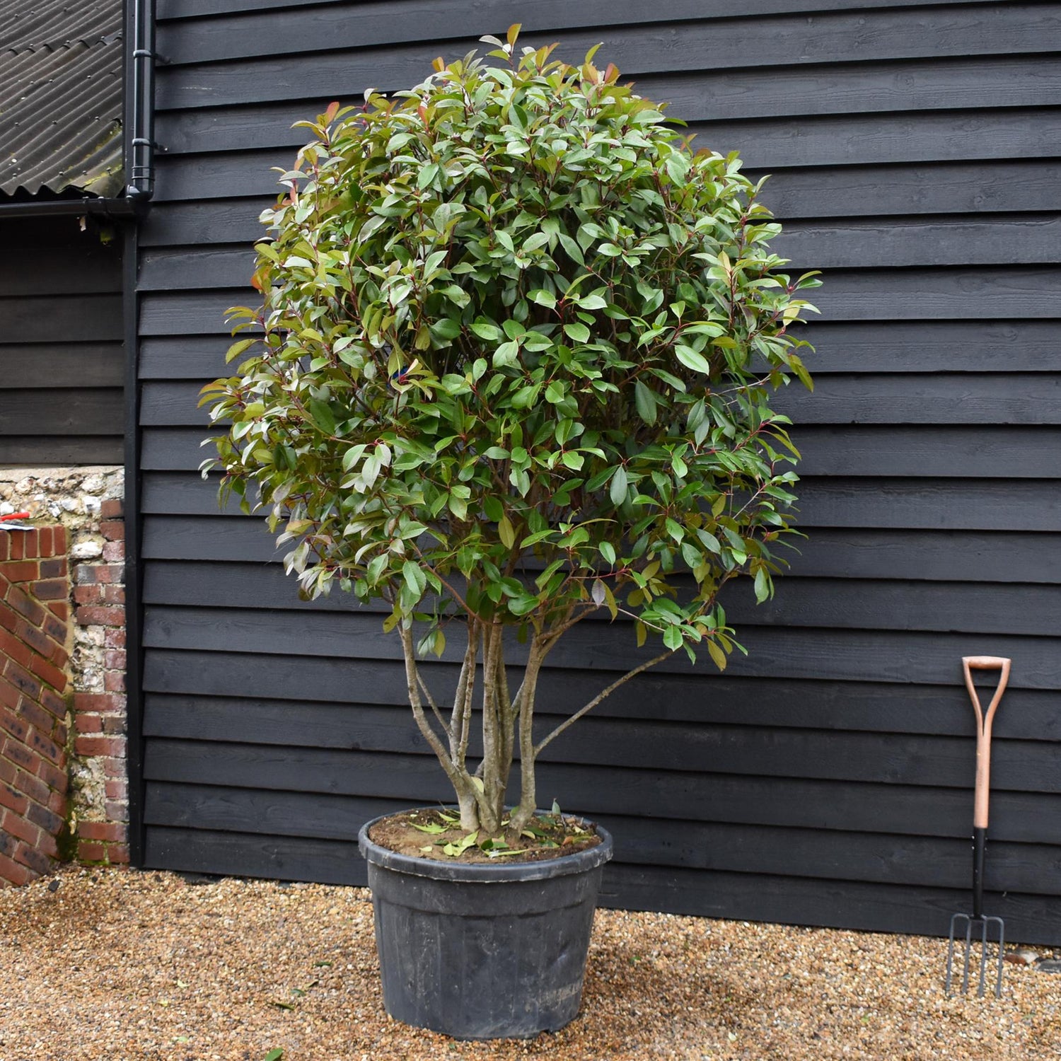 Photinia Red Robin |Parachute -Parachute - Height 190-200 - 130lt