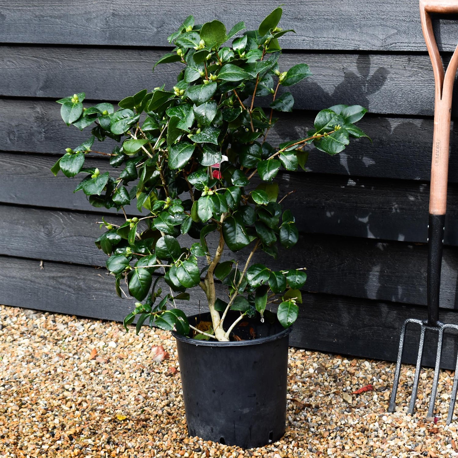 Camellia Lady Campbell -  60-70cm - 12lt