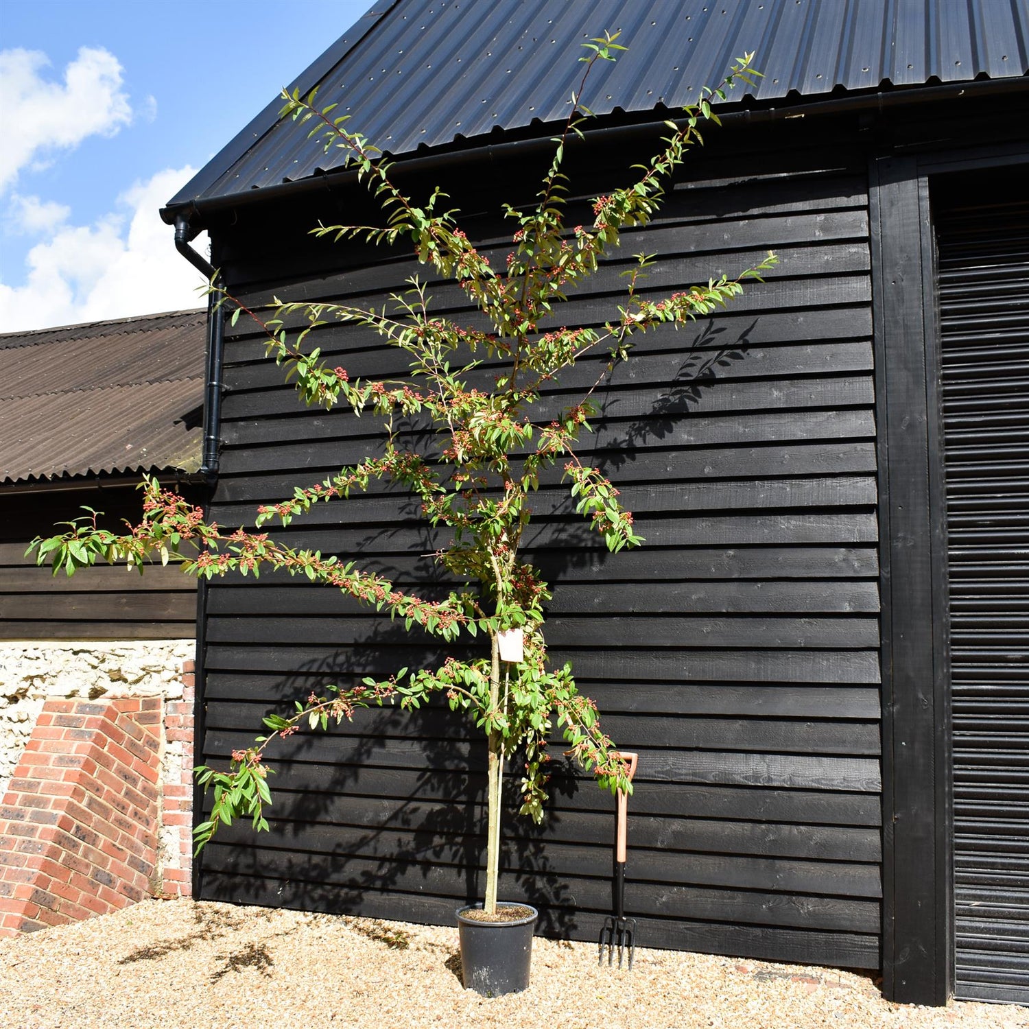 Cotoneaster 'Cornubia' - 170-270cm, 25lt