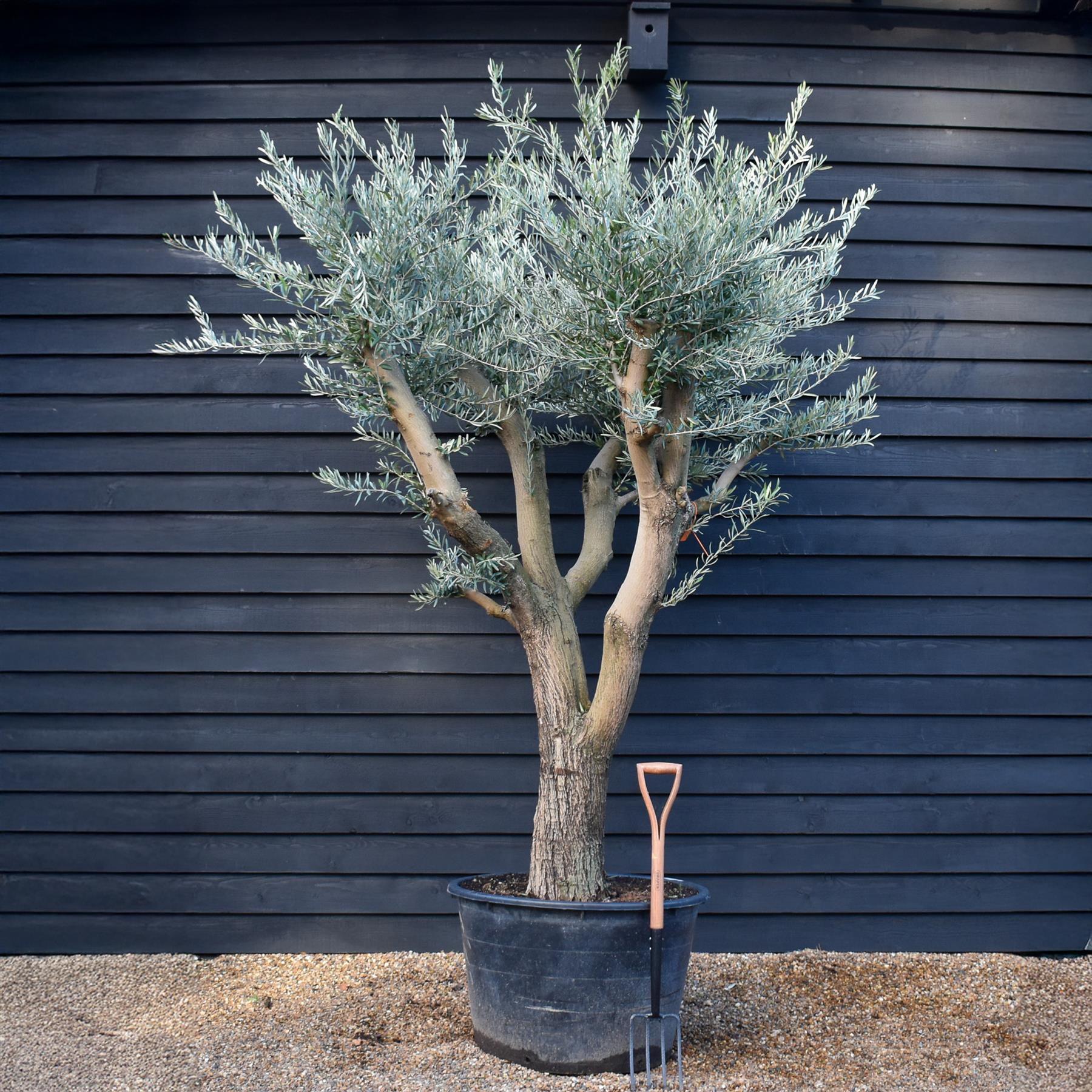Olive Tree | Olea Europea - Specimen - Branched Out - Height 250 -300 ...