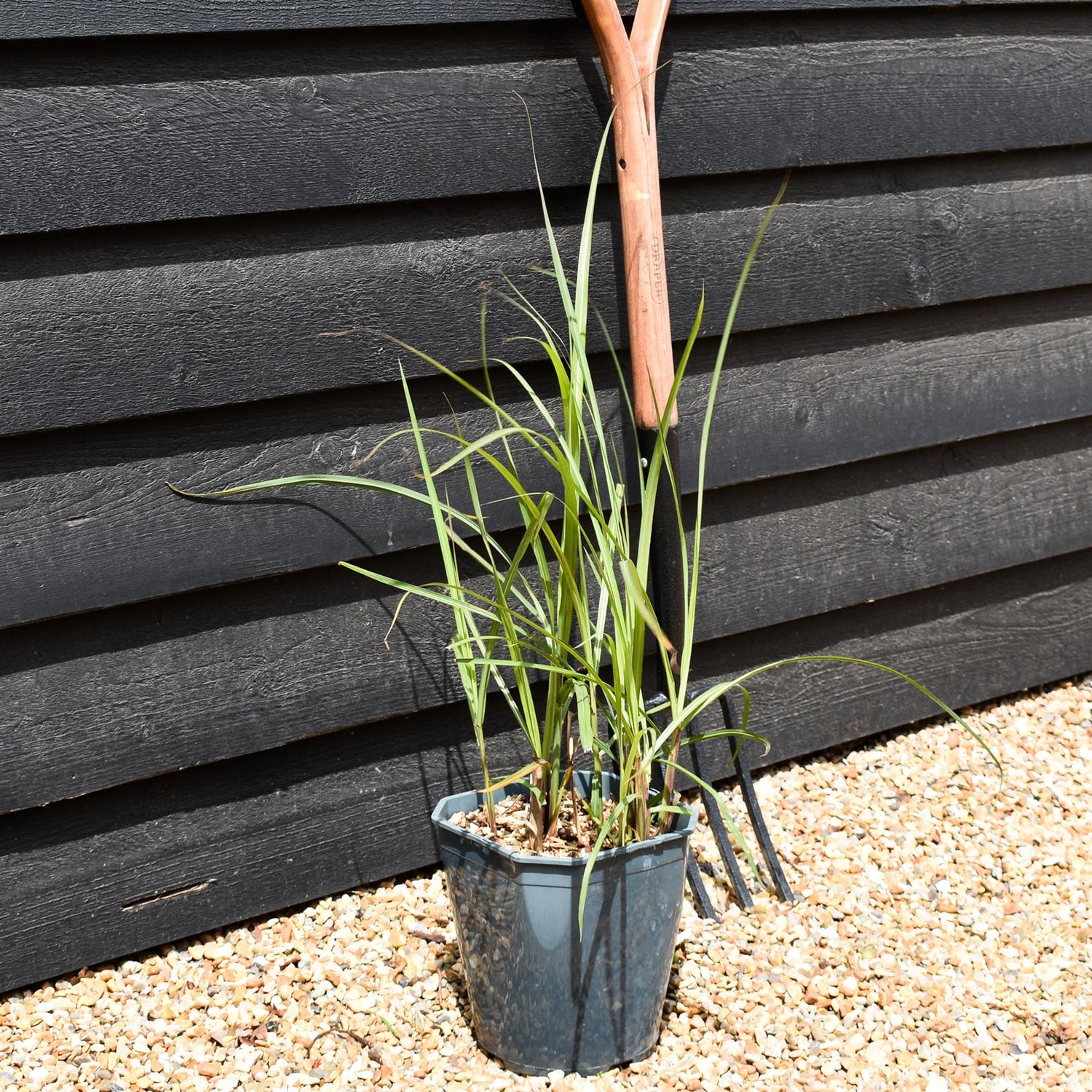 Miscanthus sinensis 'Malepartus' - Grass - Deciduous Perennial - 5lt
