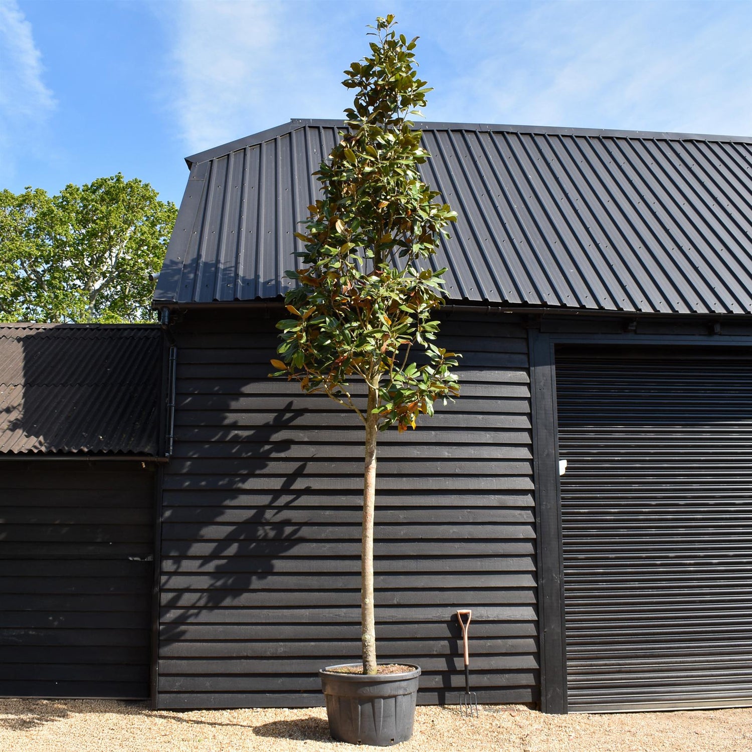 Magnolia Grandiflora | Evergreen Magnolia - Standard - Girth 30-32cm - Height 450-500cm - 250lt