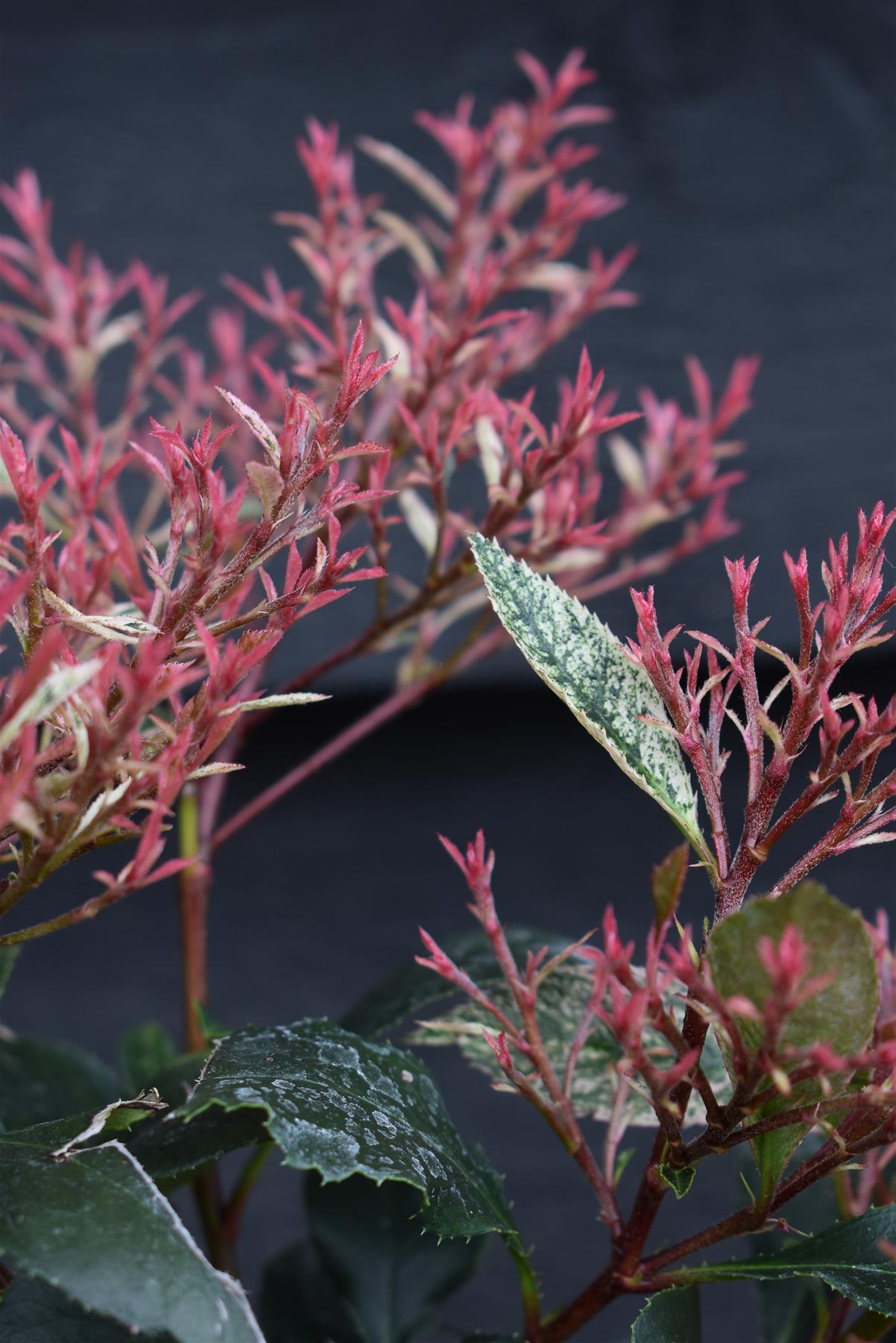 Photinia x fraseri Little Fenna - 2lt