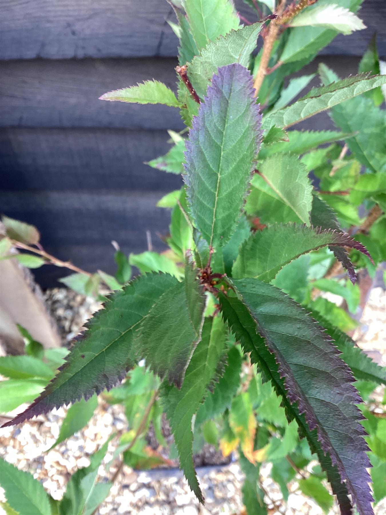 Prunus incisa 'Cunera' | Cherry Blossom 'Cunera' - 100-120cm, 7lt
