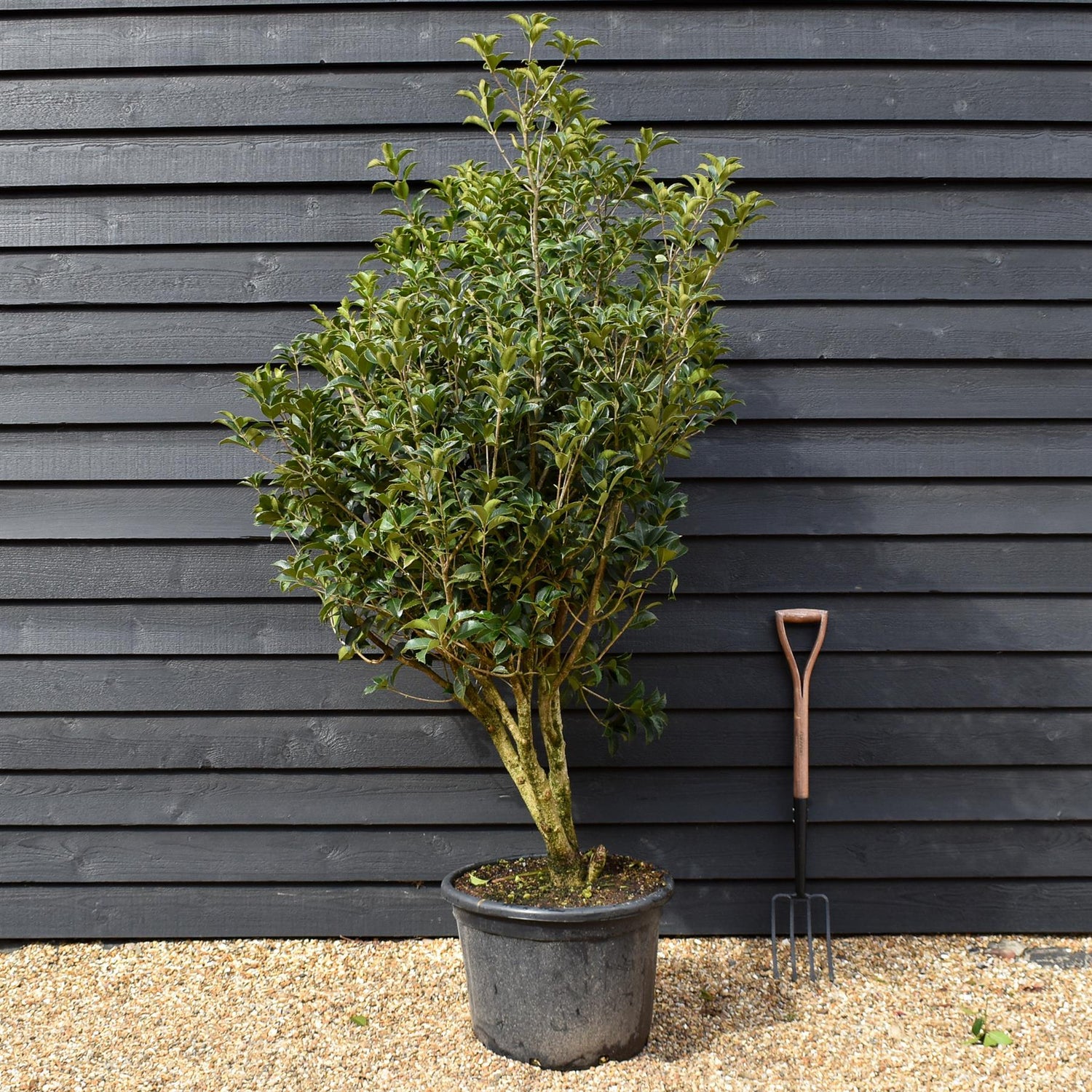 Osmanthus Aquifolium | Holly Olive - MultiStem - Height 180-200cm - 70lt