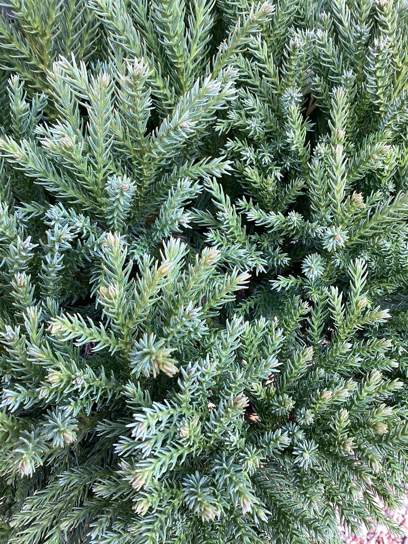 Cryptomeria japonica | Japanese cedar - 1/4 Standard - 105 cm