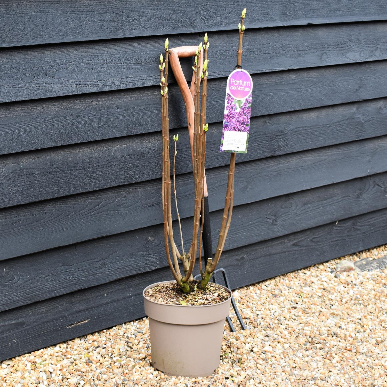 Lilac 'Charles Joly' | Syringa Vulgaris - Height 80-100cm - 10lt