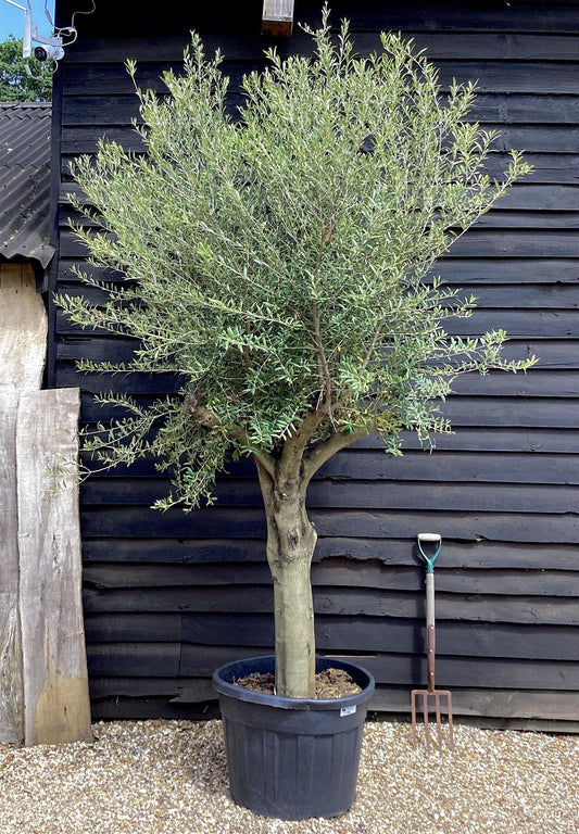 Olive Tree | Olea Europea 1/2 Standard Girth 55-65cm - 220-240cm, 130lt