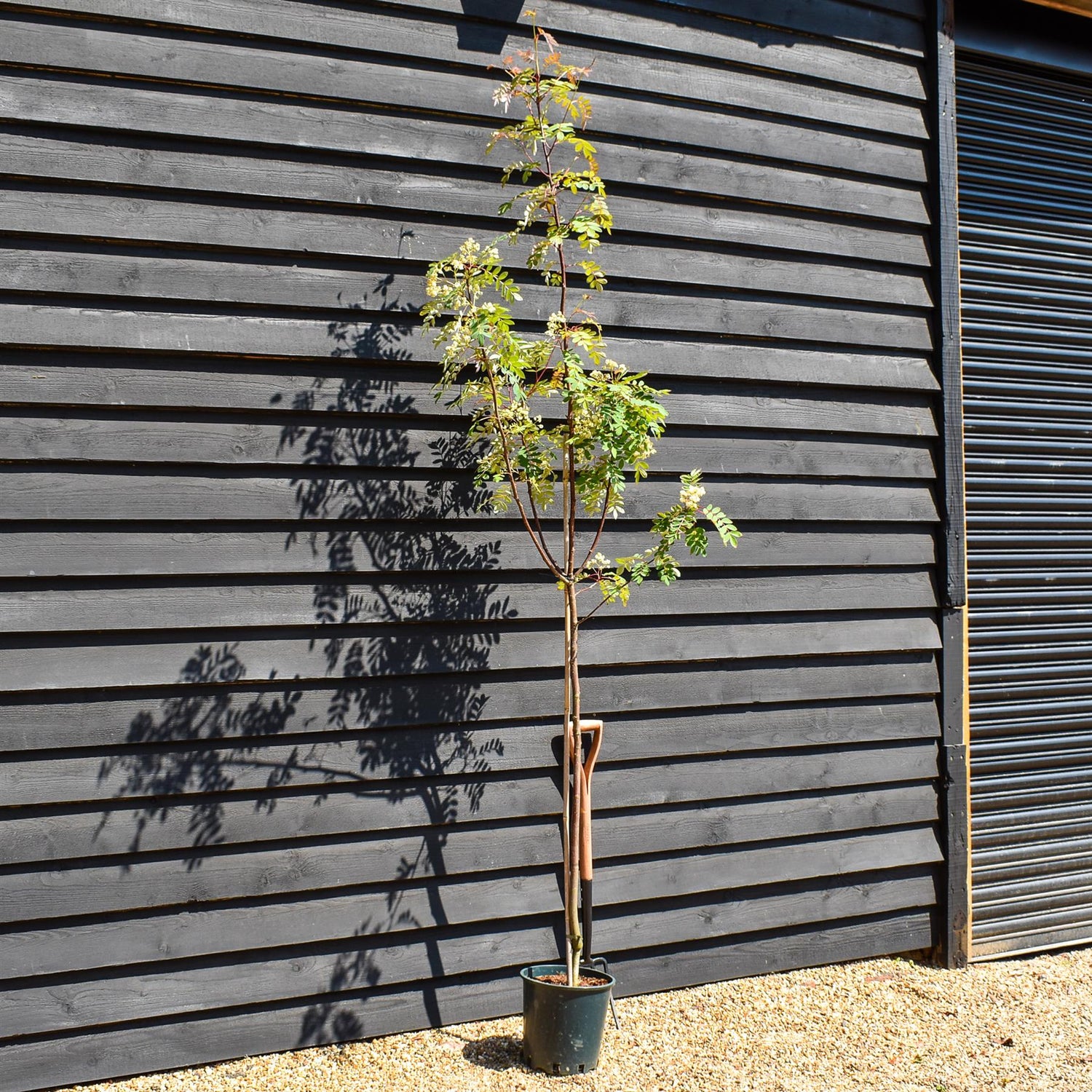 Sorbus pseudohupehensis 'Pink Pagoda' | Hupeh Rowan ‘Pink Pagoda’ - Height 190-210cm, 12lt