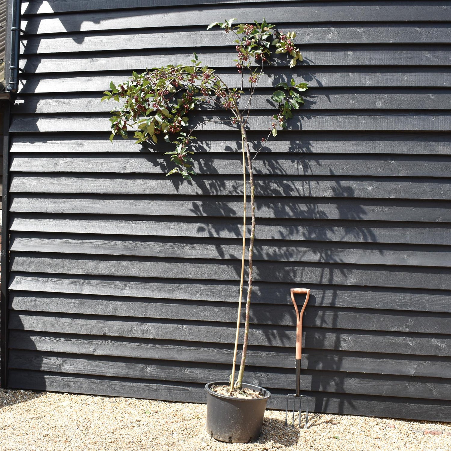 Pink Upright Crab Apple 'Red Obelisk' | Malus - Clear Stem - Height 250-300cm - Girth 6-8cm - 45lt