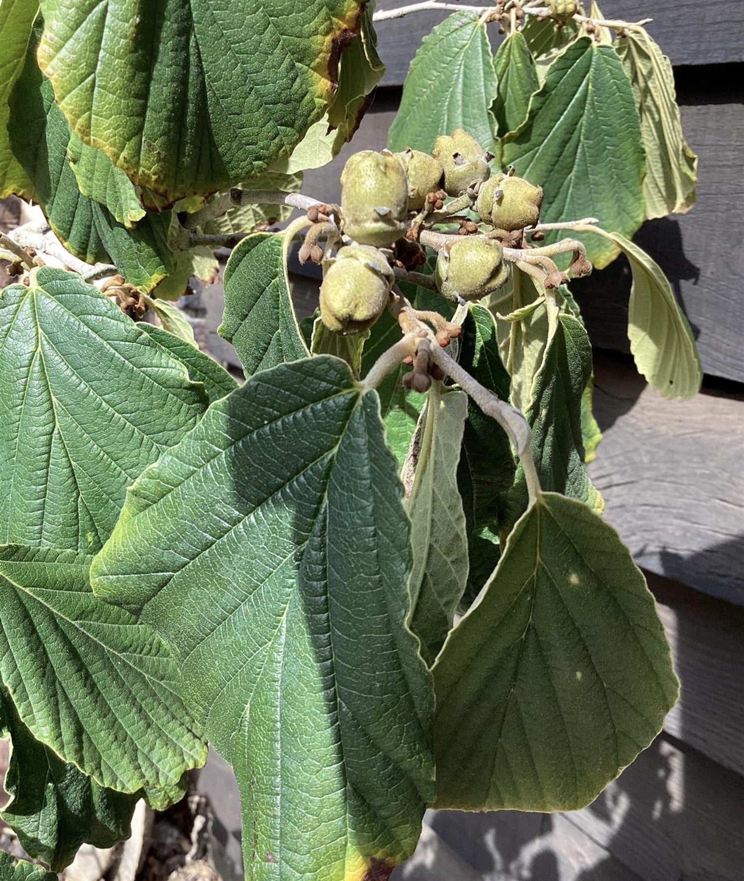 Hamamelis Intermedia 'Pallida' - 120-140cm, 20lt