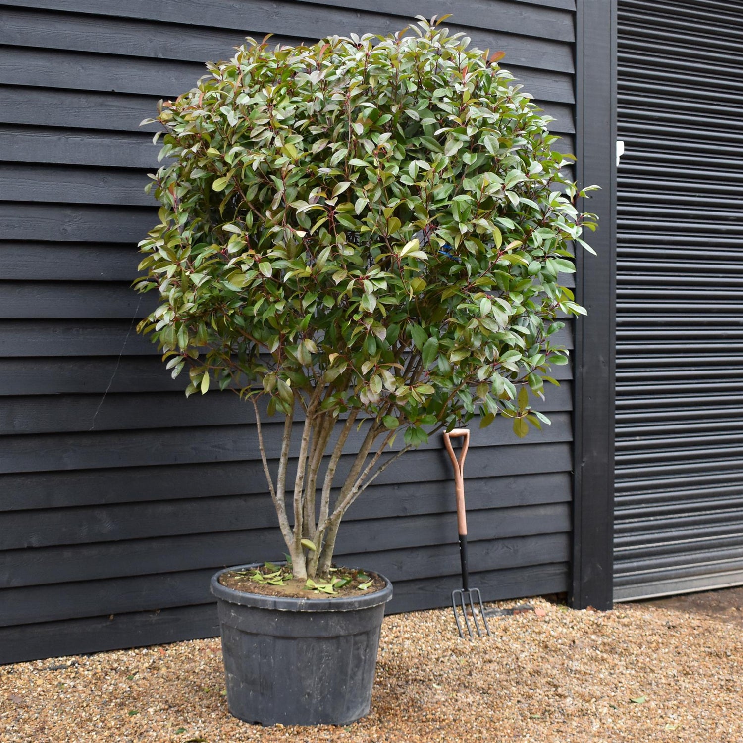 Photinia Red Robin |Parachute -Parachute - Height 190-200 - 130lt
