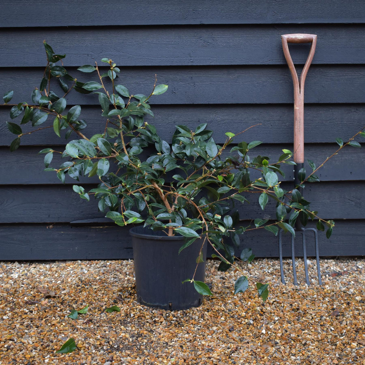 Camellia japonica 'Pink Icicle' - Height 100-120cm - 12lt