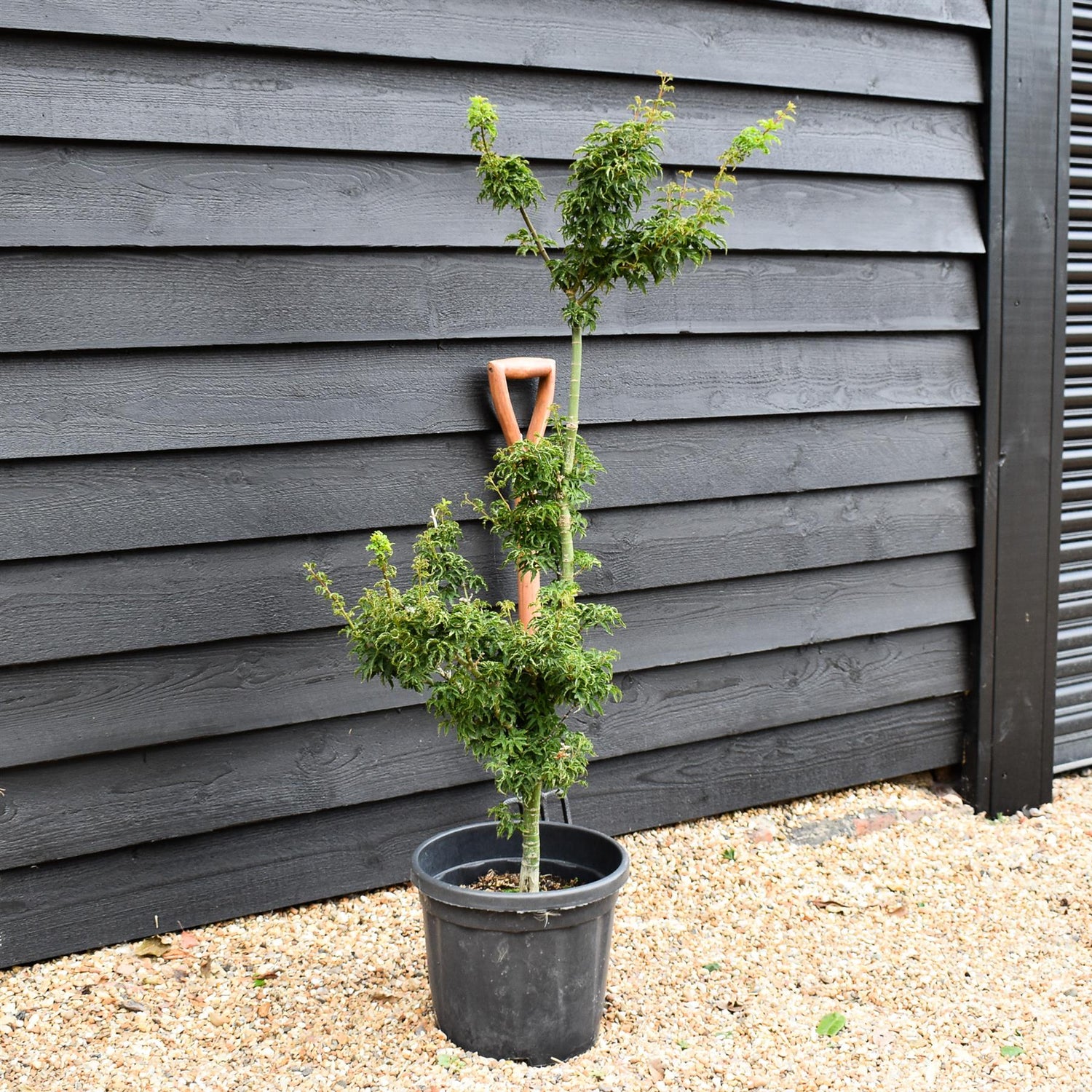 Acer palmatum 'Crispifolium'  (Shishi Gashira Maple) - 90cm, 15lt