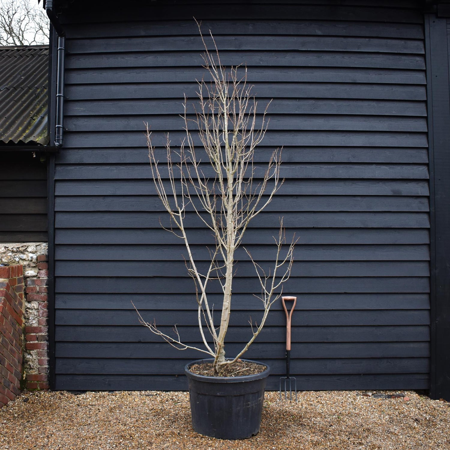 Tilia henryana | Henry's Lime - Bushy - Height 260-280cm - 130lt