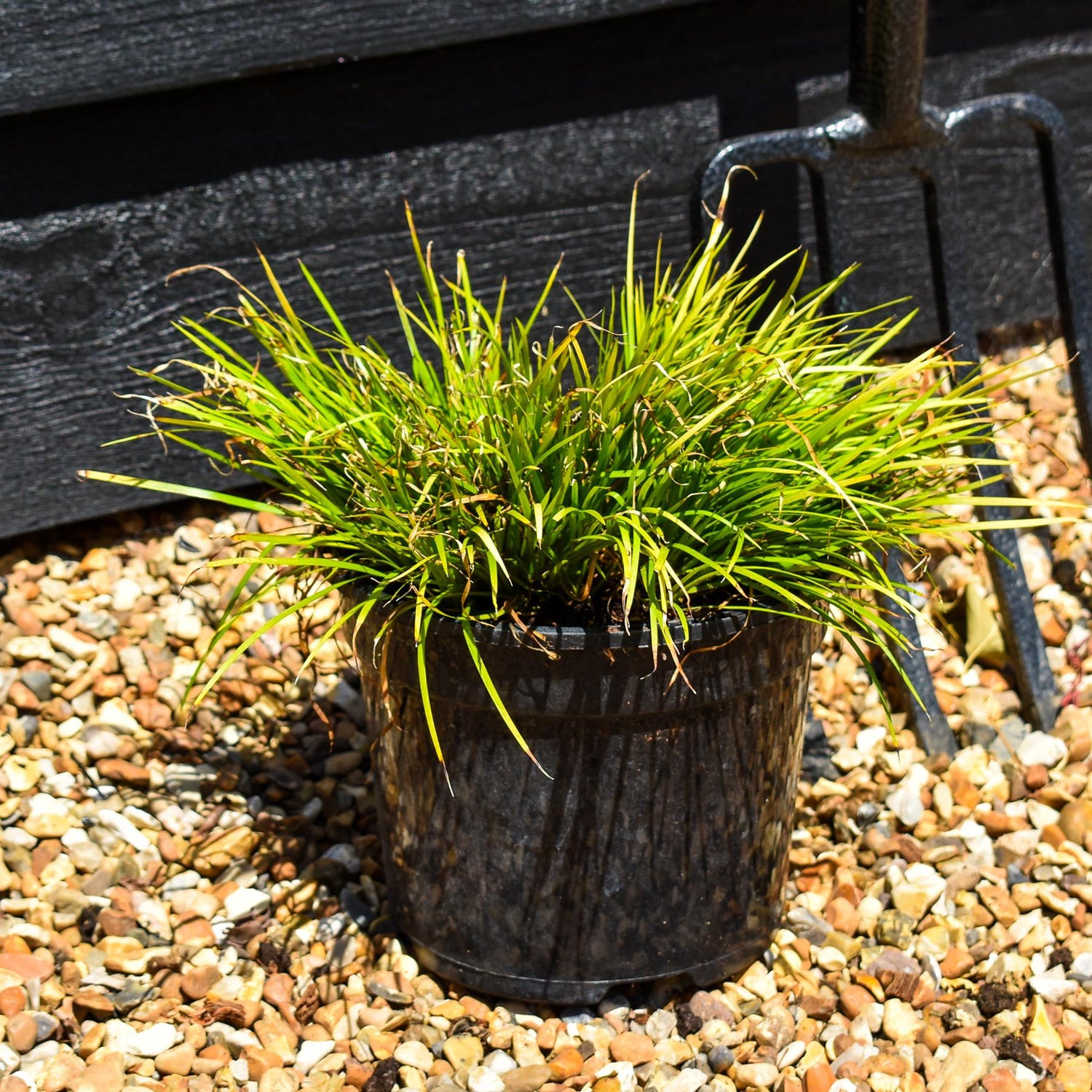 Hakonechloa macra 'Aureola' - Grass - Height 15-20cm - 2lt