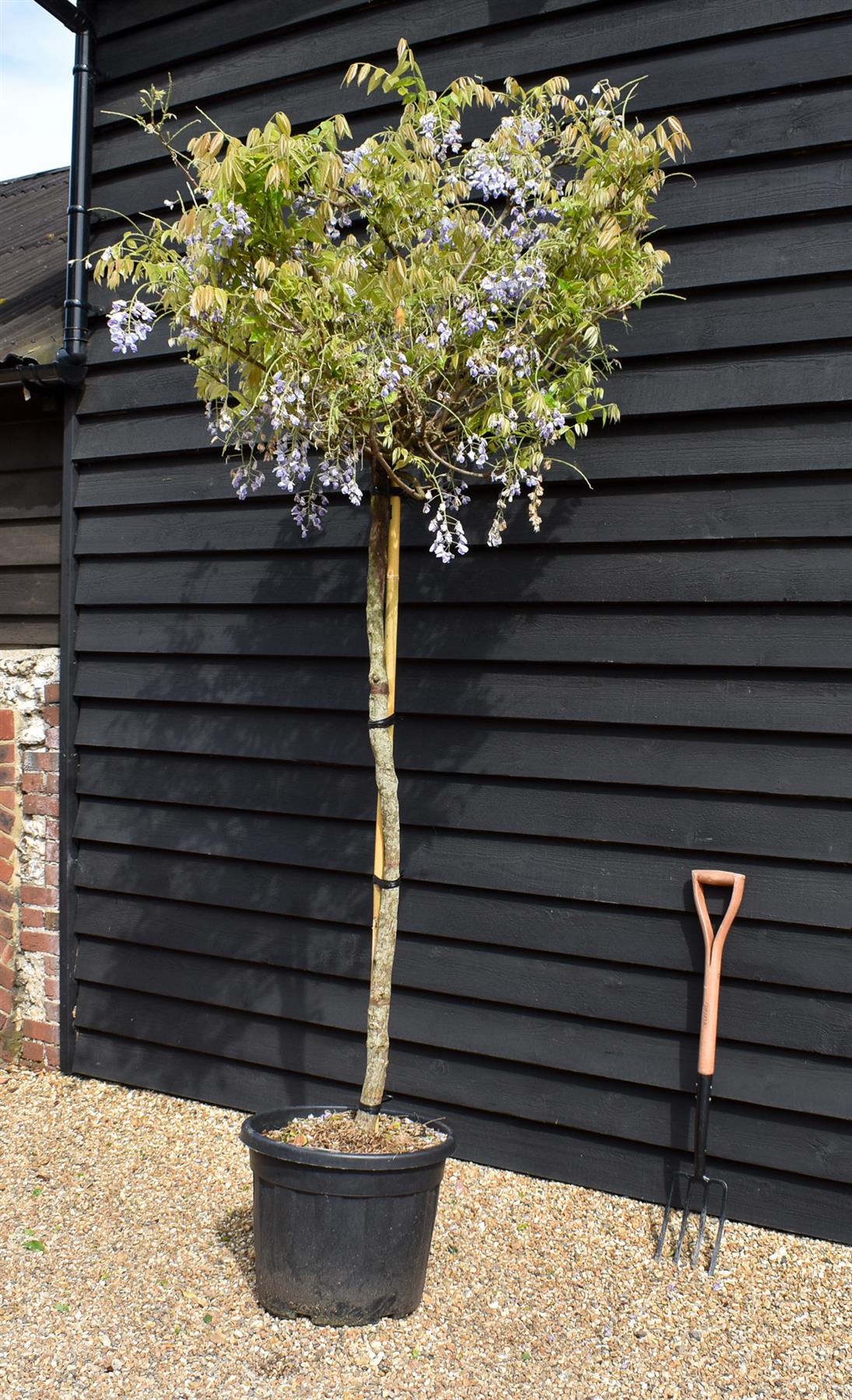 Wisteria brachybotrys 'Showa-beni' Clear Stem 140cm - Girth 10-12cm - Height 200-220cm - 55lt
