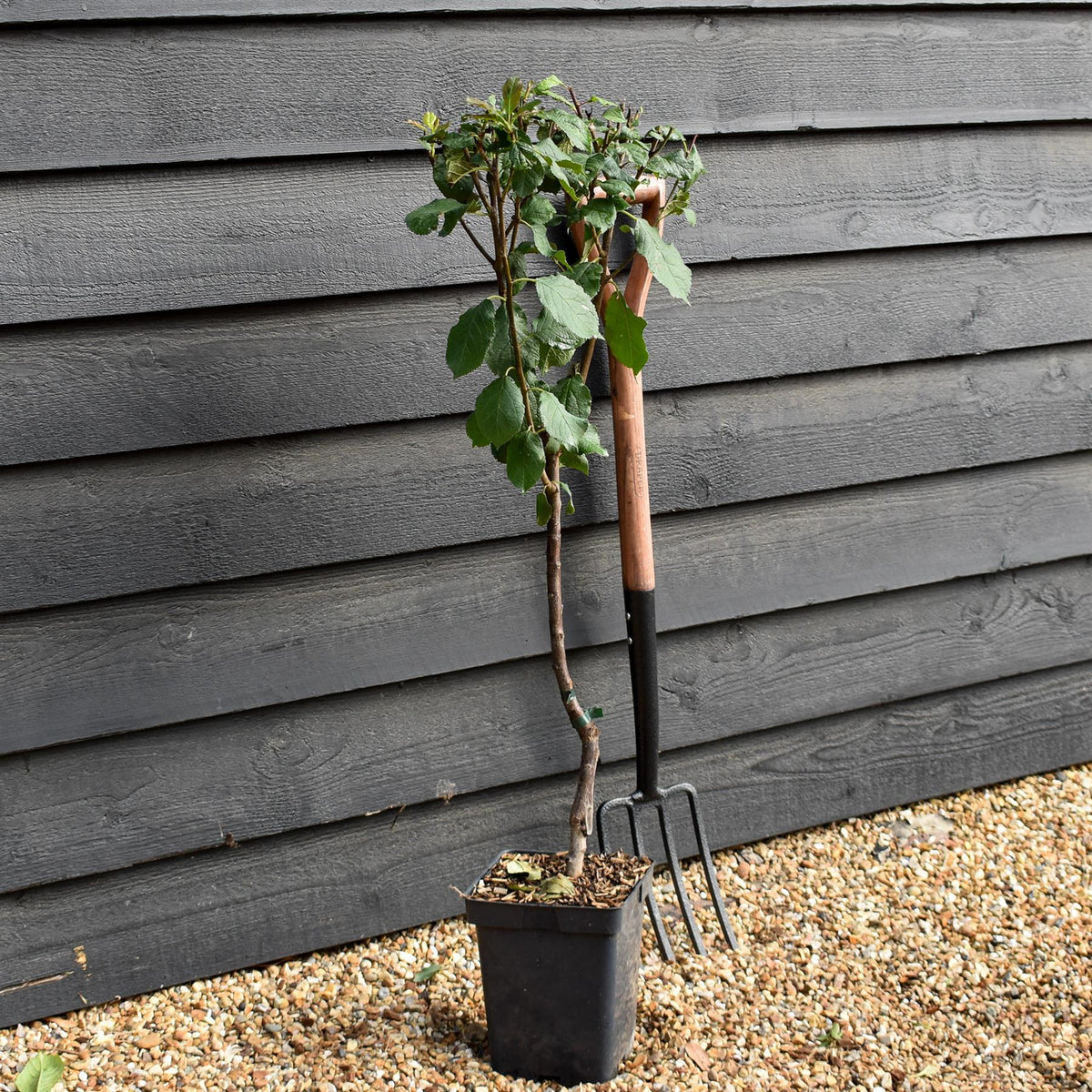 Prunus domestica 'Claude d'Althan' - Plum Tree - Patio Rootstock - Height 80-100cm - 7lt