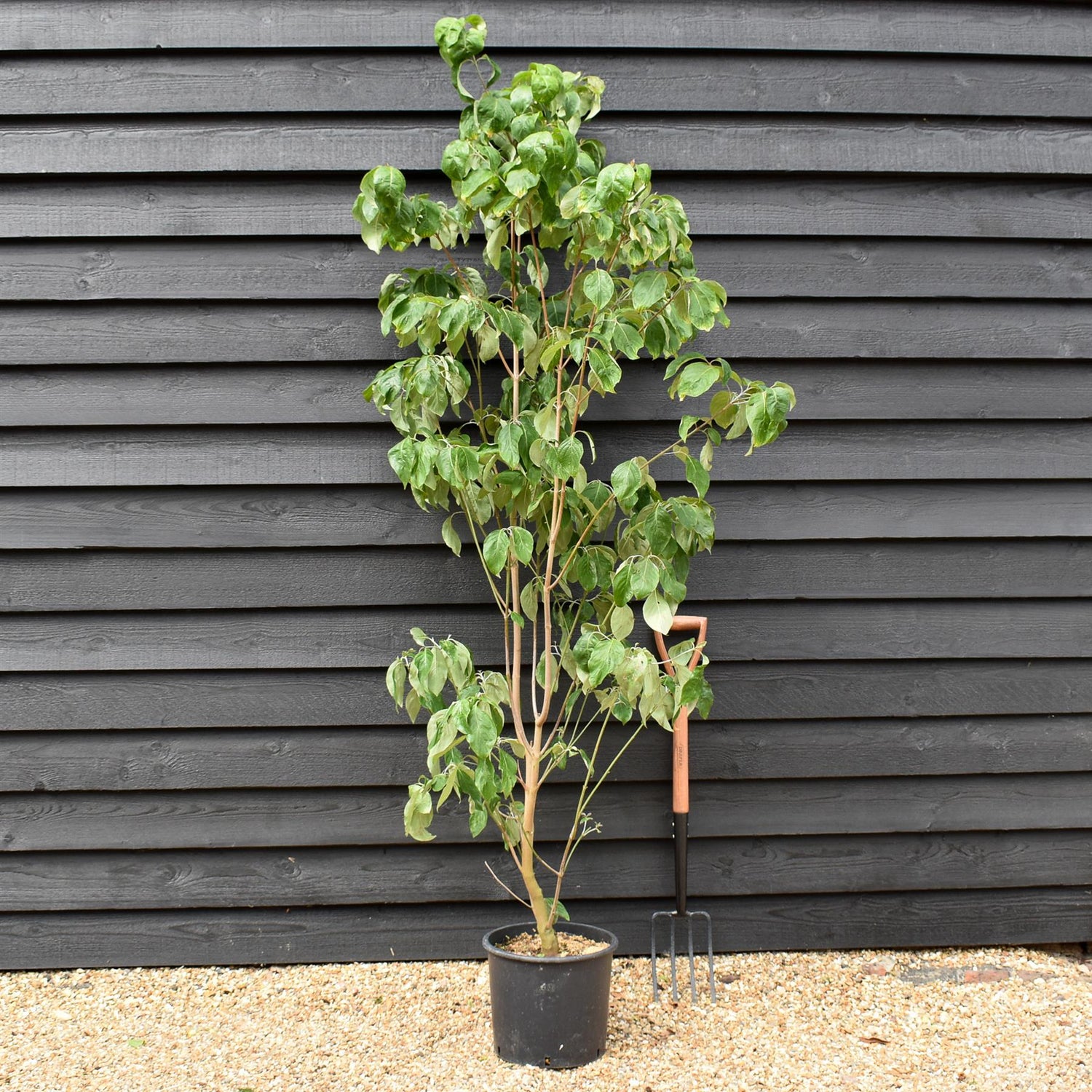 Cornus Florida Rubra | Dogwood - Height 150-170cm - 25lt