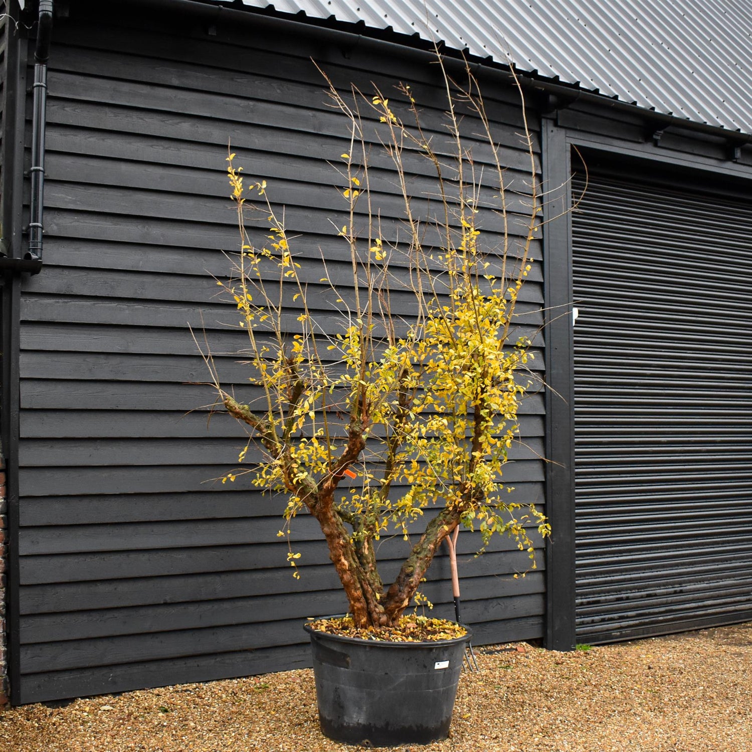 Pomegranate | Punica granatum - Mature Specimen 10A - 3 Branches - Height 240-250cm - 230lt