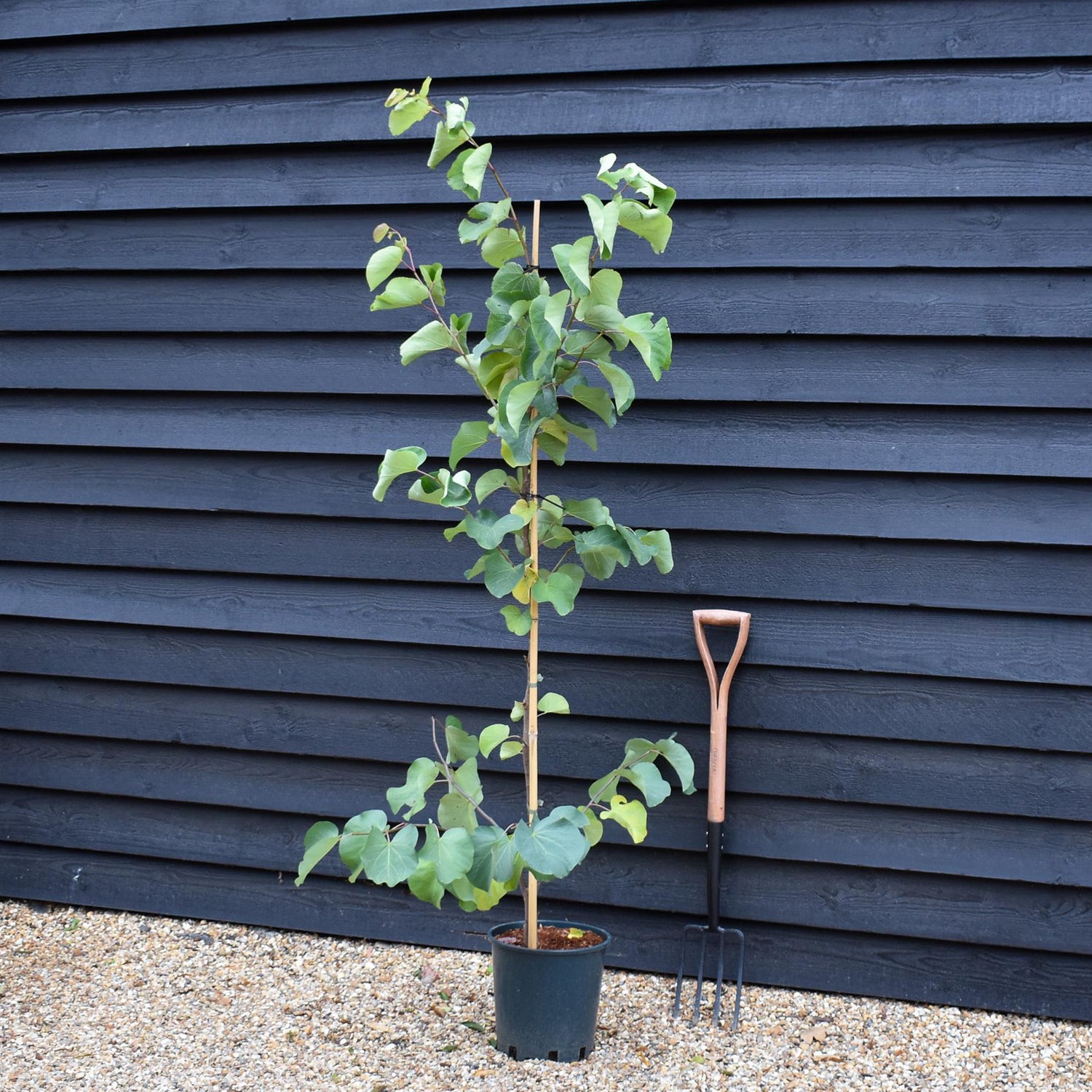 Cercis siliquastrum Bodnant - Height 160-180cm - Bushy - 12lt