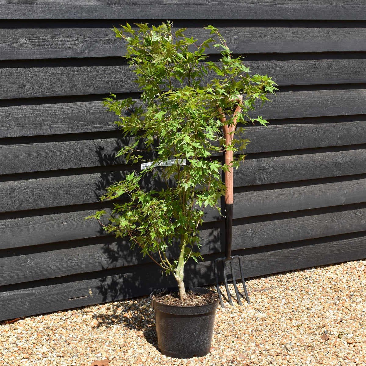 Japanese Maple | Acer palmatum  - Height 80-140cm - 10lt