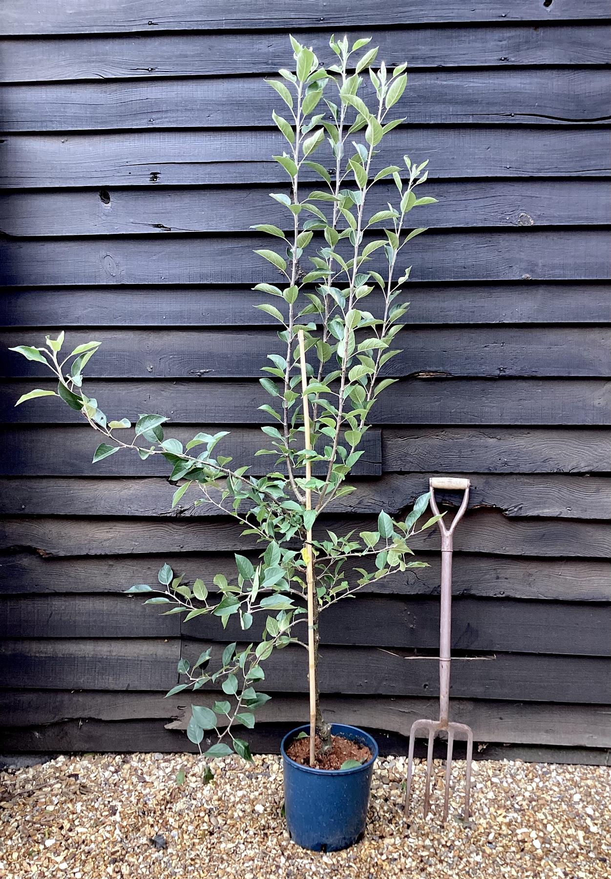 Apple tree 'Laxton's Superb' | Malus domestica - MM106 - Semi-Dwarfing - 150-160cm - 10lt