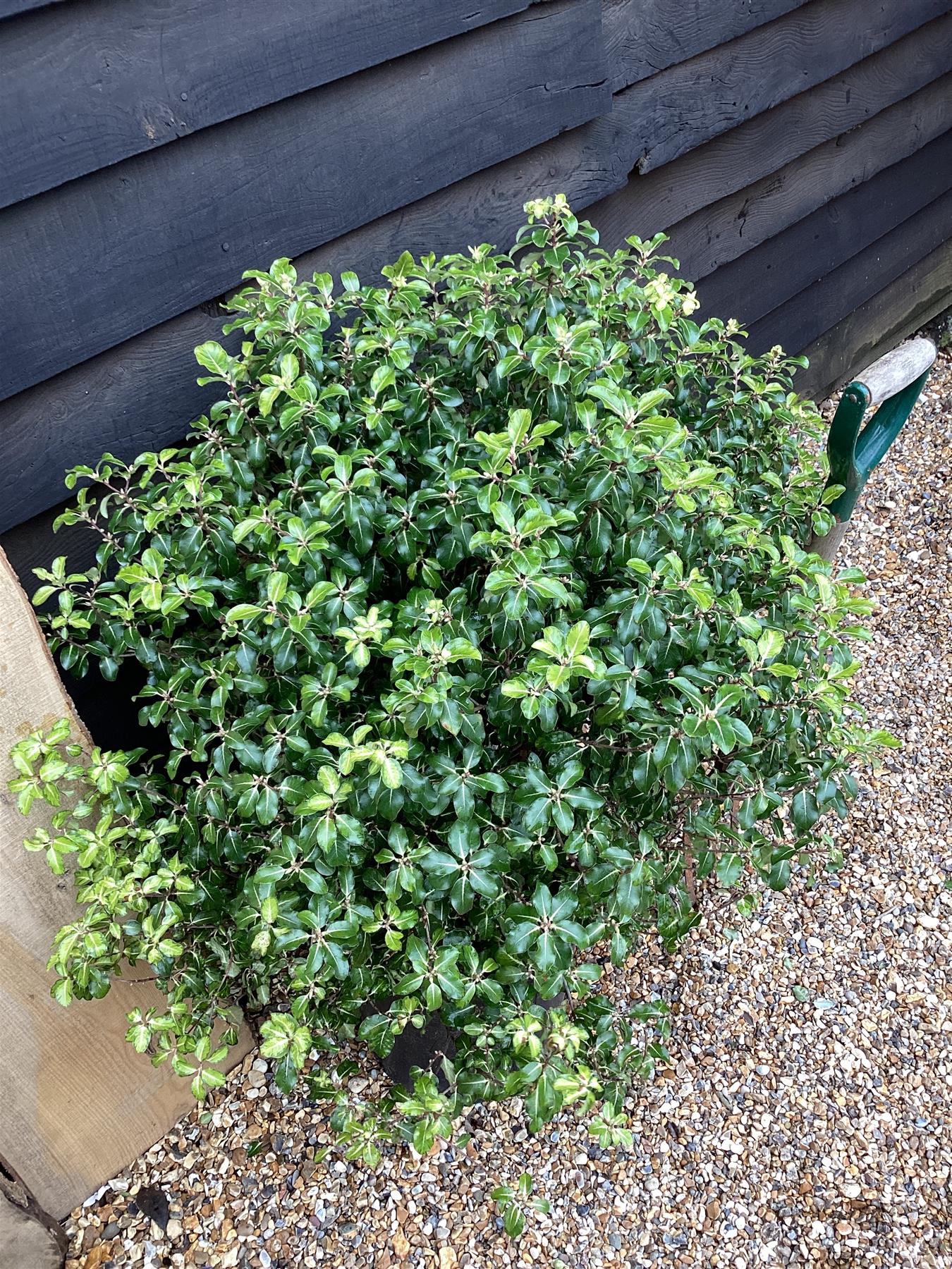 Pittosporum tenuifolium 'Gold Star' - 60-80cm - 25lt