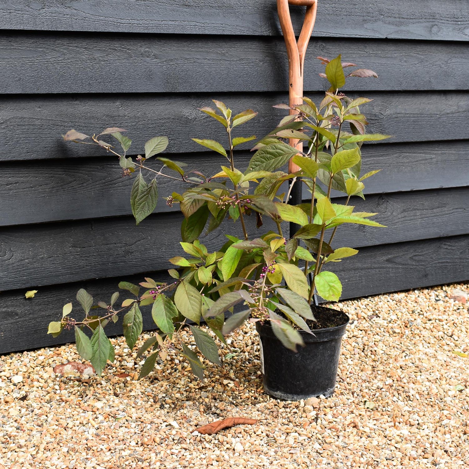 Callicarpa bodinieri var. giraldii 'Profusion' - 60-70cm, 3lt