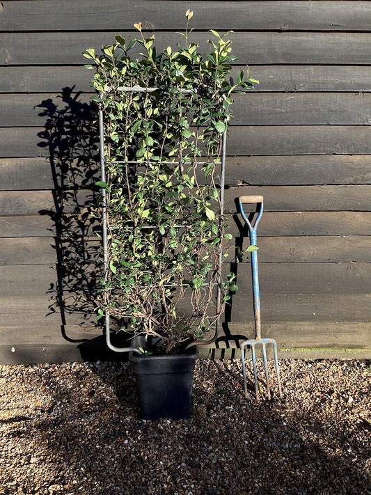 Trachelospermum jasminoides | Star Jasmin - Metal Frame/Espalier - Height 110cm - Width 50cm - 18lt