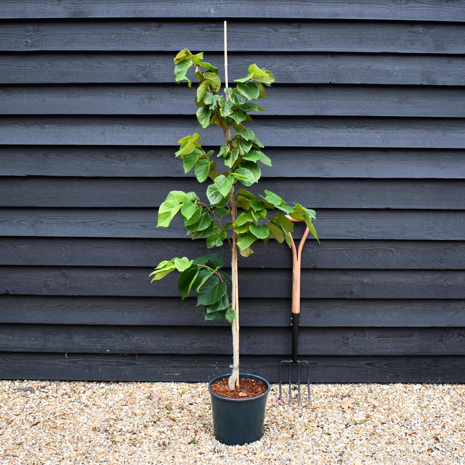 Cercis chinensis 'Avondale' - Height 120-130cm - 12lt – Arundel Arboretum