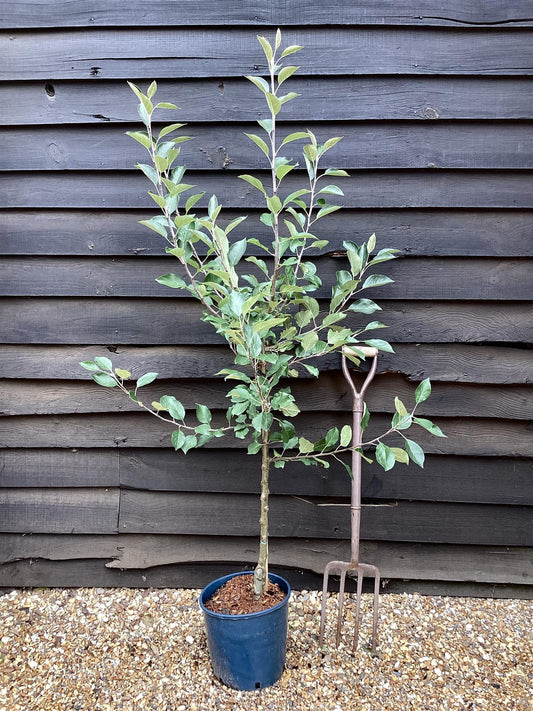 Apple tree 'James Grieve' | Malus domestica - MM106 - Semi-Dwarfing - 150-160cm - 10lt
