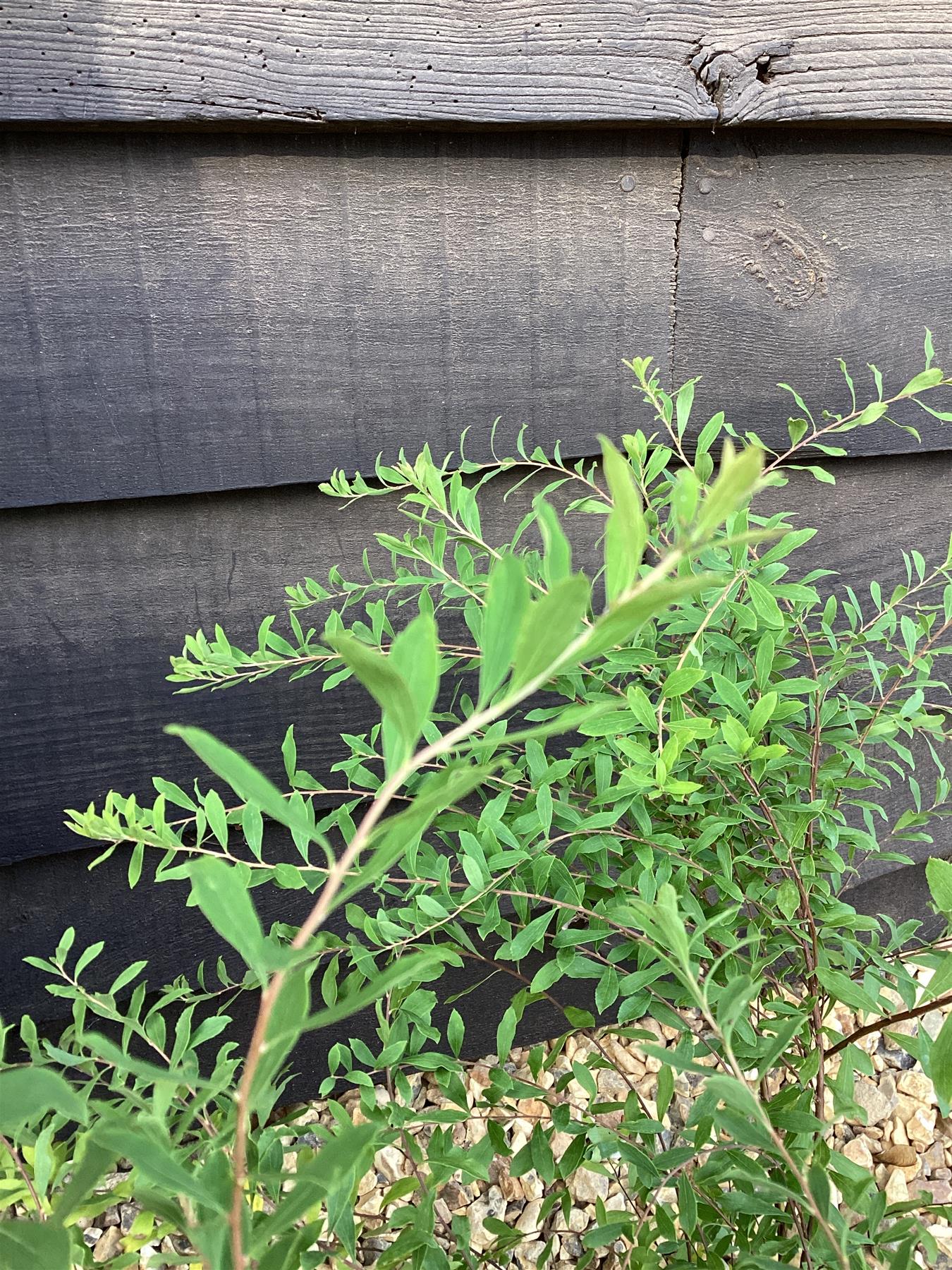 Spiraea 'Arguta' | Meadowsweets - 55-65cm, 2lt