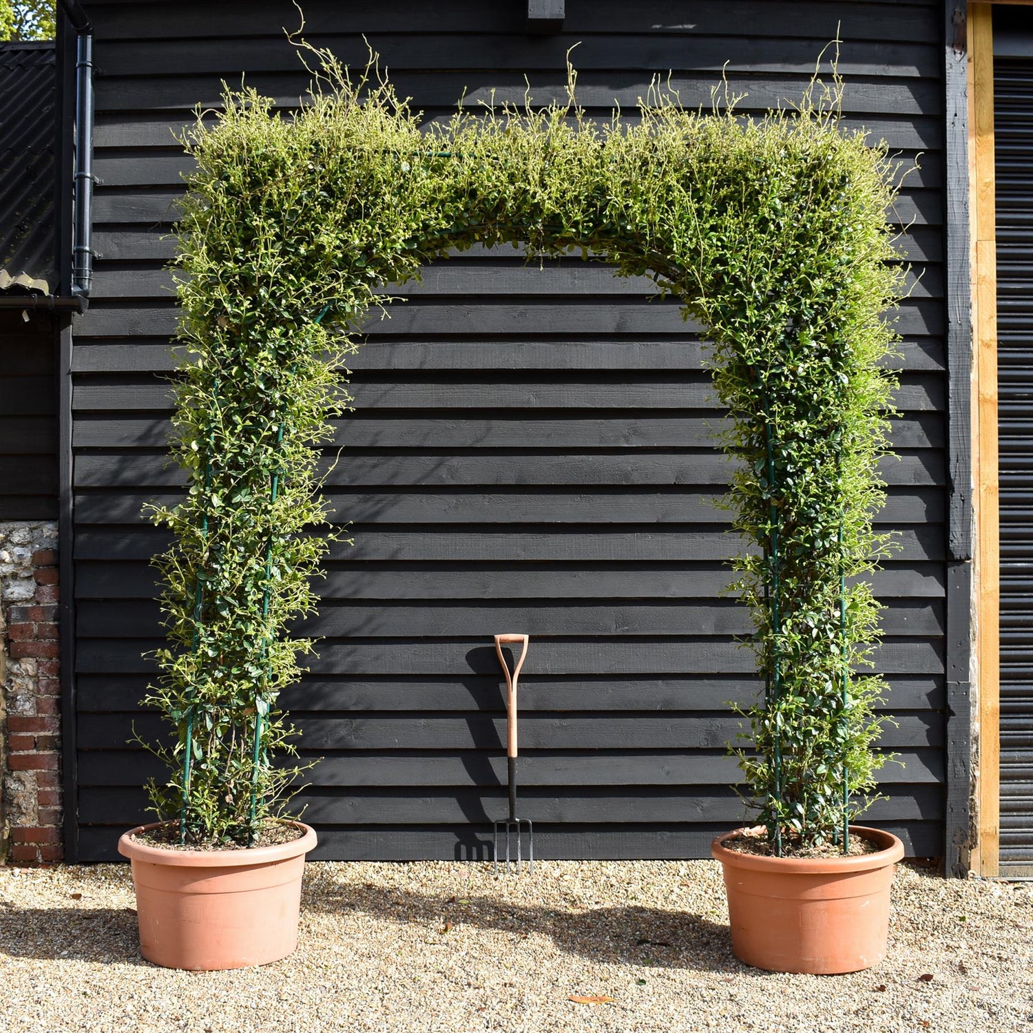 Star Jasmine |  Trachelospermum jasminoides - Column Arch - Height 300cm - 130lt