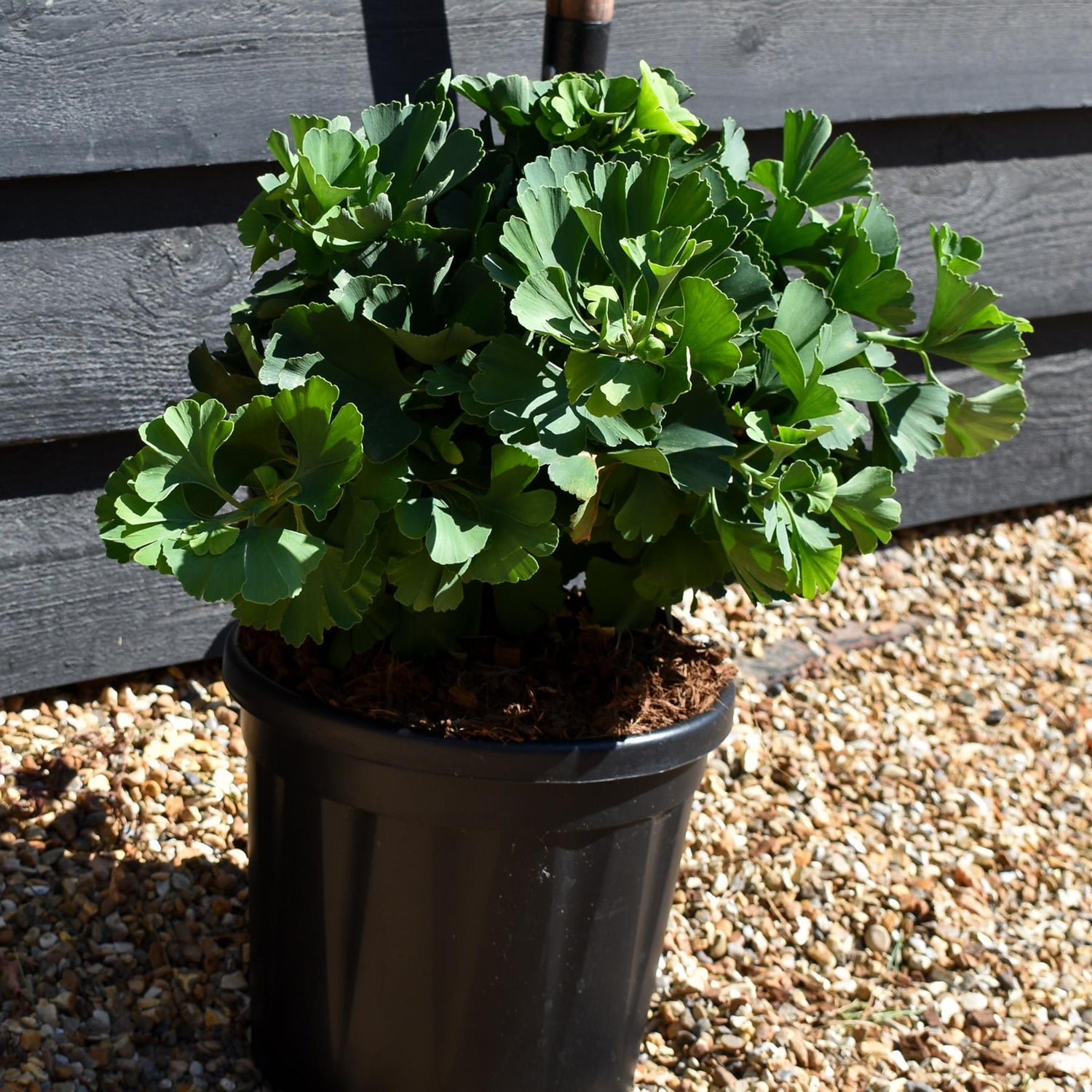 Ginkgo biloba 'Troll' | Maidenhair Tree - Bushy - Height 30-40cm - 7.5lt