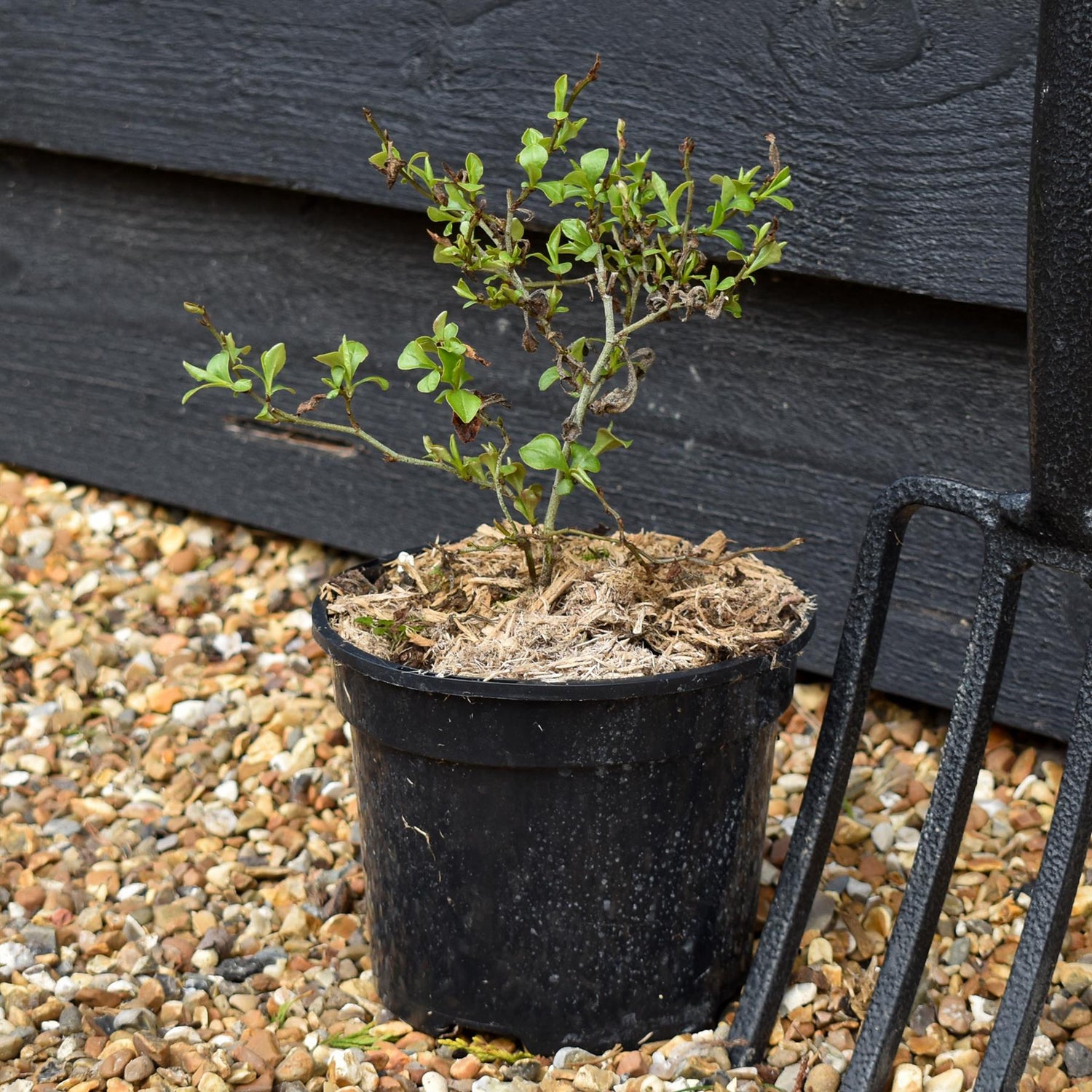 Ceratostigma willmottianum Forest Blue - Height 14-20cm - 2lt