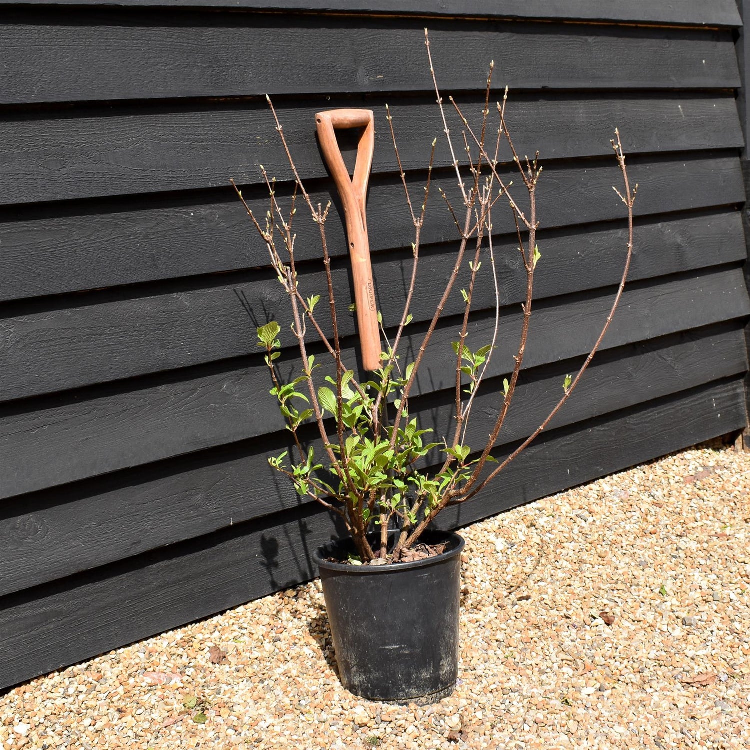 Viburnum x bodnantense 'Dawn' | Arrowwood 'Dawn' - 100-130cm, 10lt