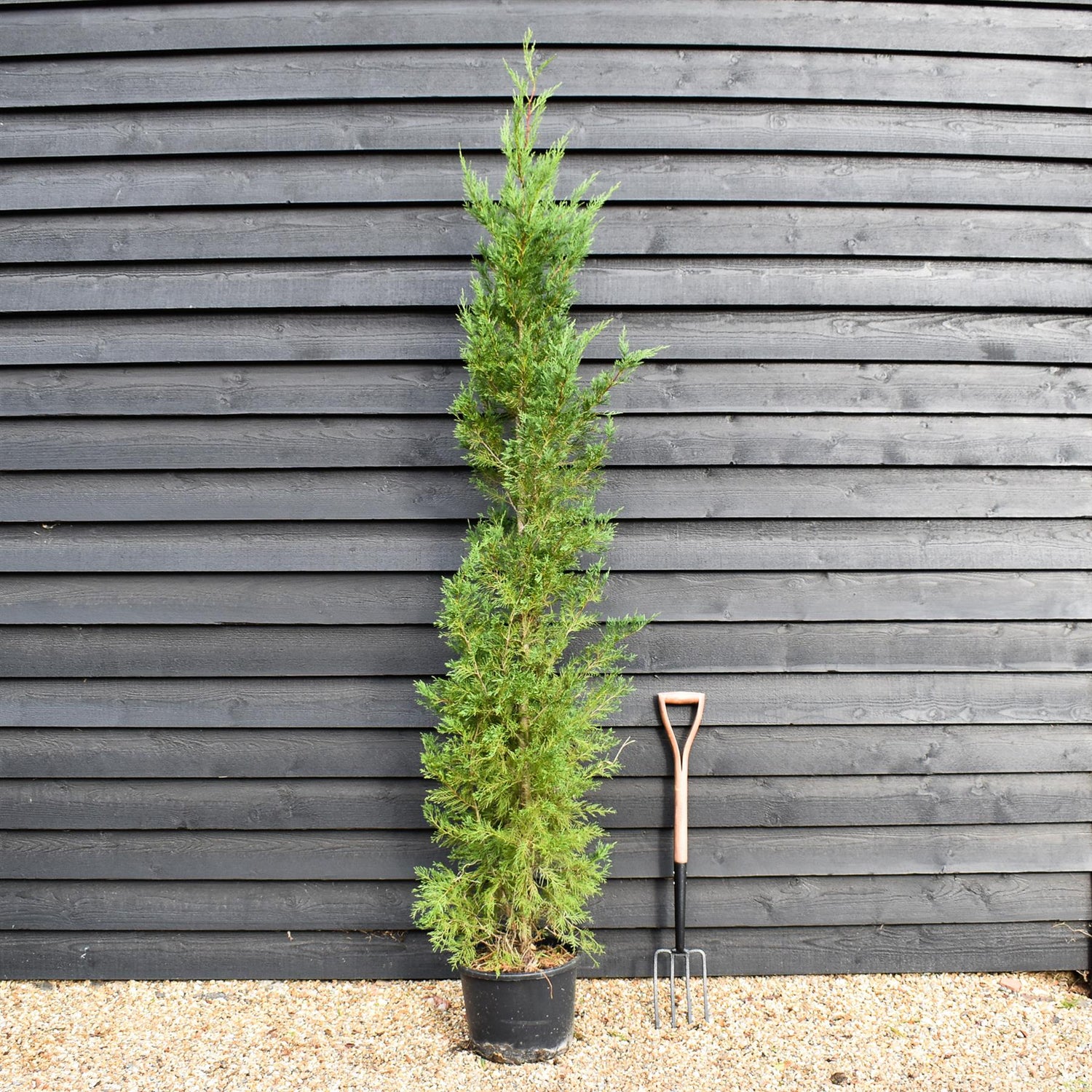 Cupressocyparis x leylandii | Leyland Cypress 2001 - 170-180cm - 30lt