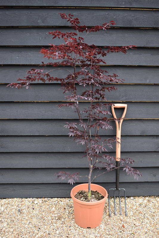 Acer palmatum 'Black Lace' | Japanese maple 'Beni-otake' - 150-200cm, 10lt