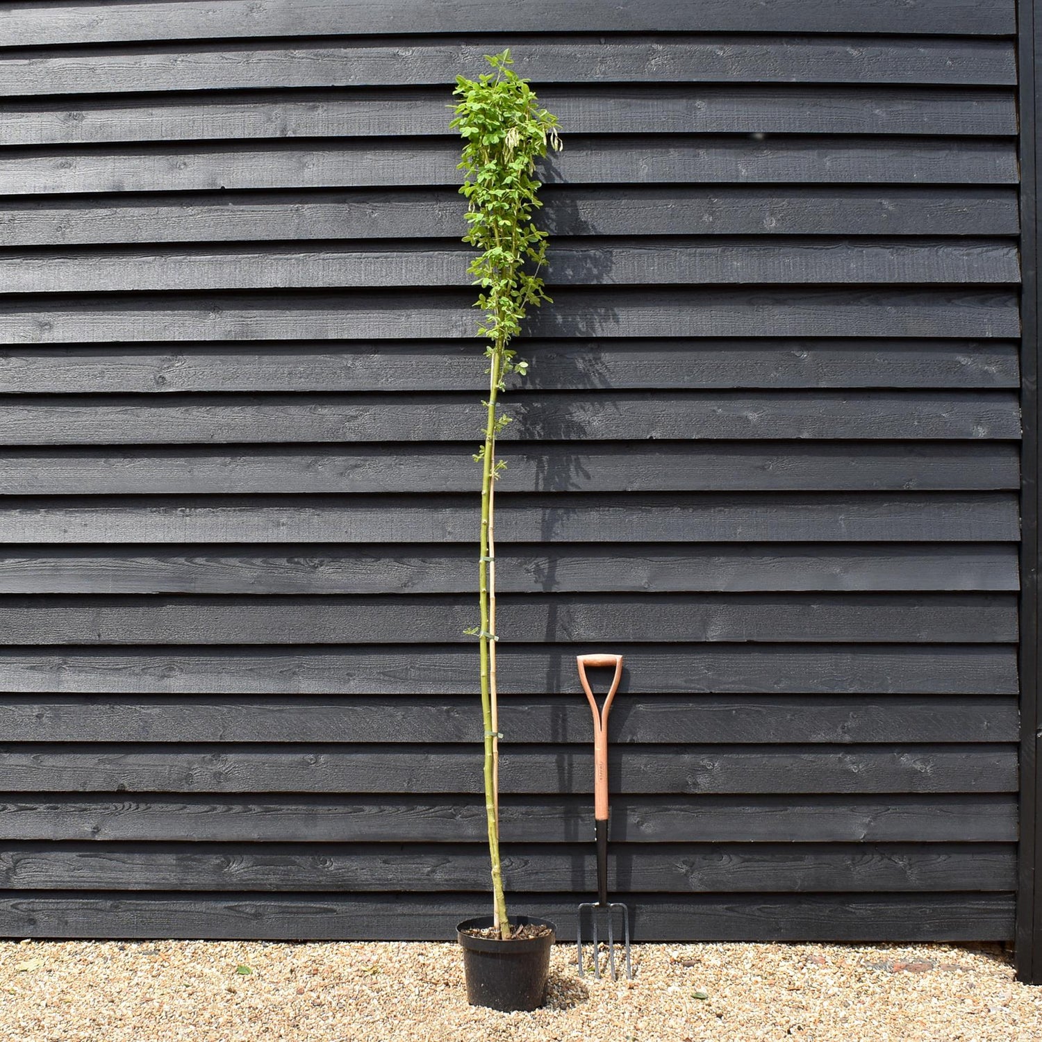 Golden Chain Tree | Laburnum anagyroides 'Yellow Rocket' - Height 220-250cm - Girth 4-6cm - 10lt