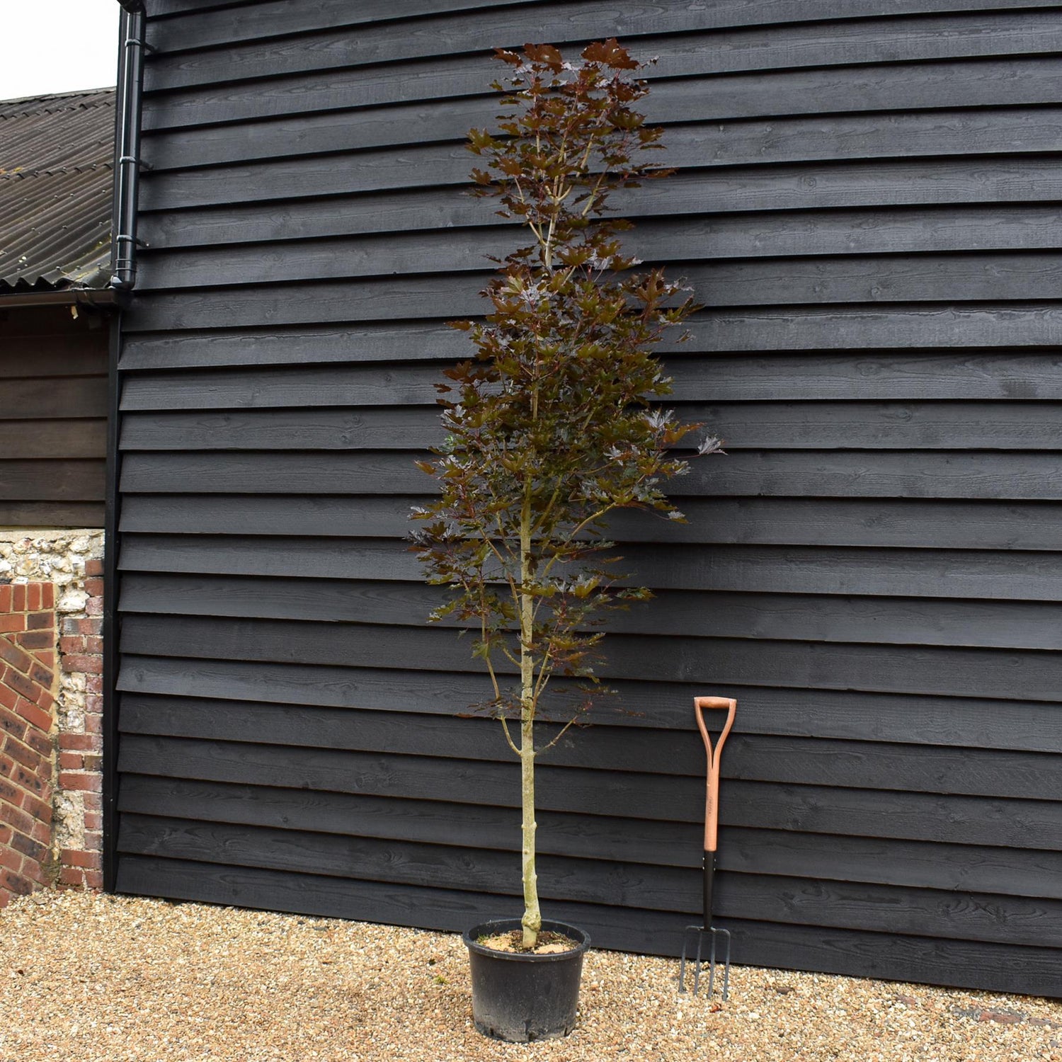 Purple Norway Maple | Acer platanoides 'Crimson Sentry' - Height 300-350cm - Girth 10-12cm - 50lt