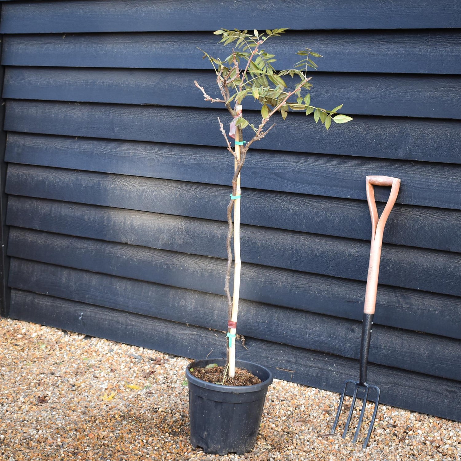 Wisteria Mixed - Clear Stem - Height 130-150cm - 9lt