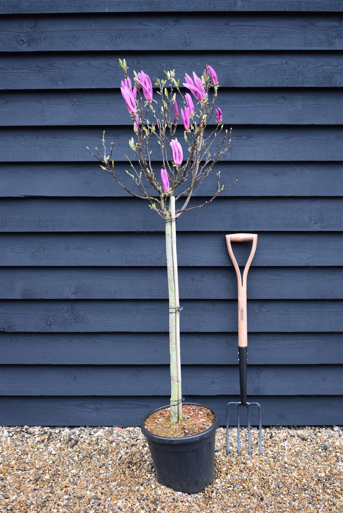 Magnolia Susan - Half Standard - 140cm - 15lt