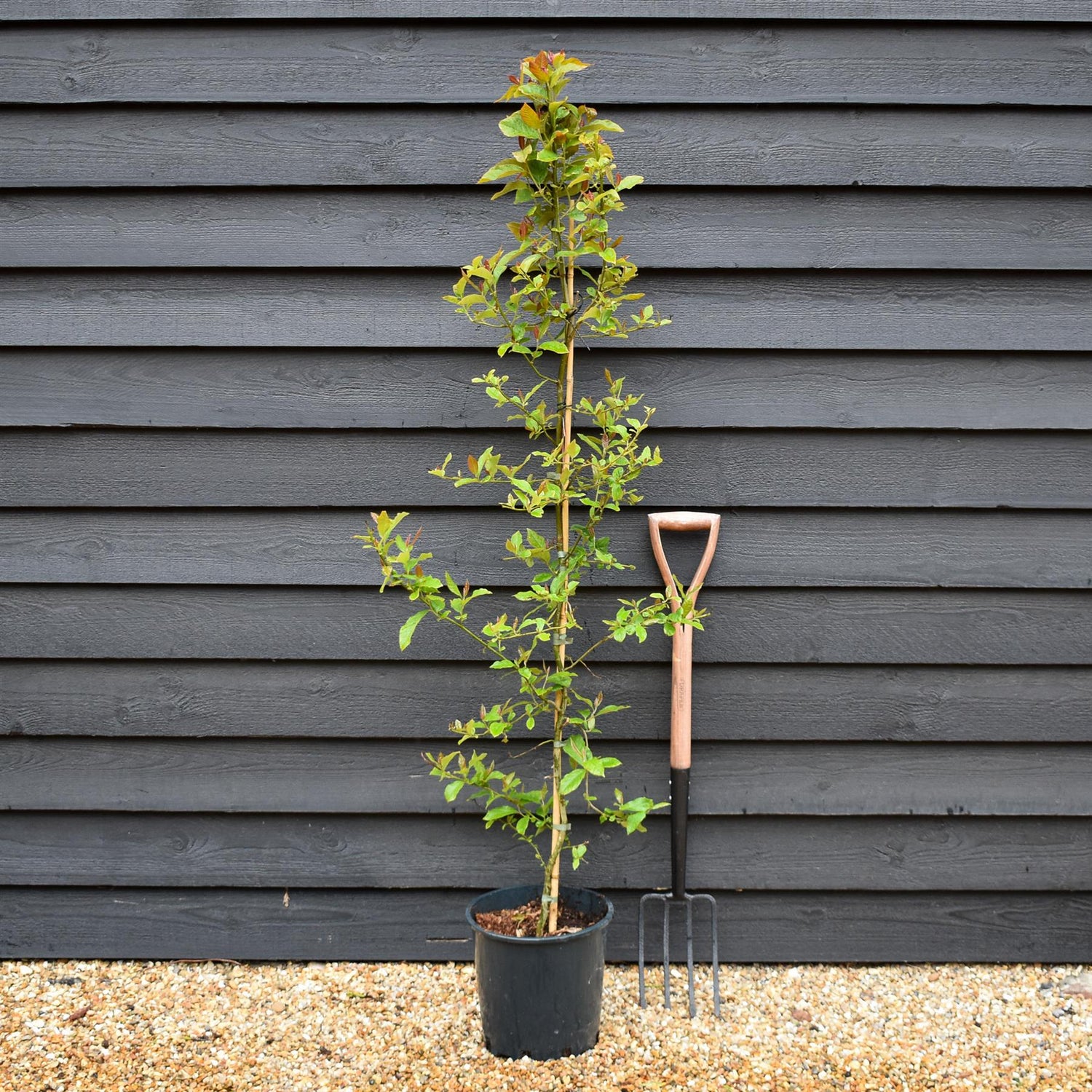 Nyssa sylvatica | Black Gum Tree - Height 150-180cm - 10lt