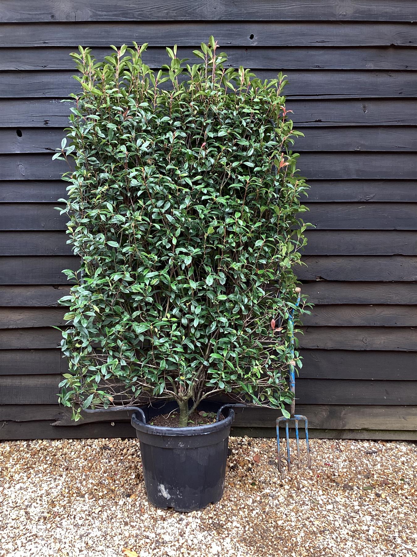 Photinia x fraseri Red Robin - Compacta - Metal Frame/Espalier - Height 150cm Width 100cm - 55lt